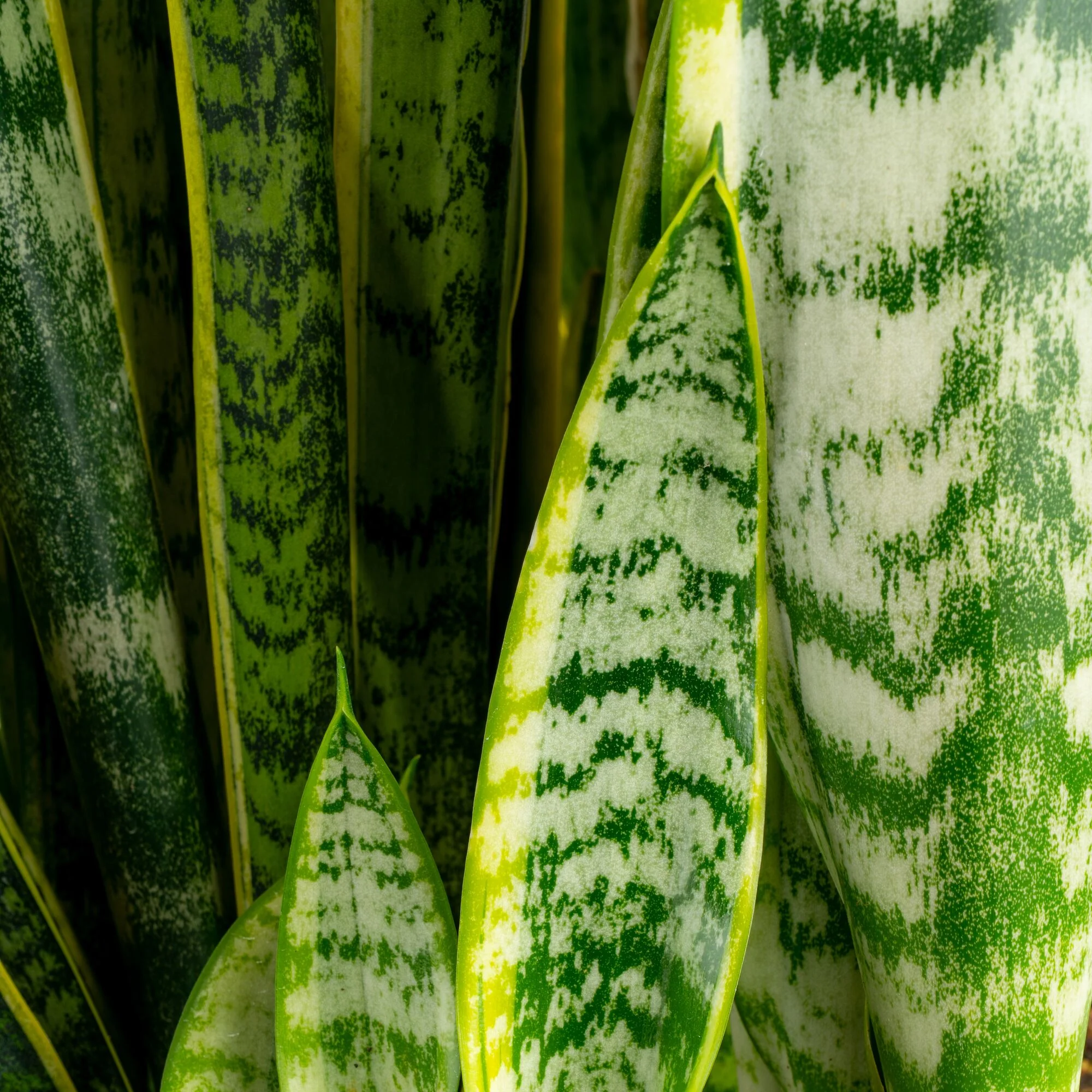 Snake Plant | medium - Image 3