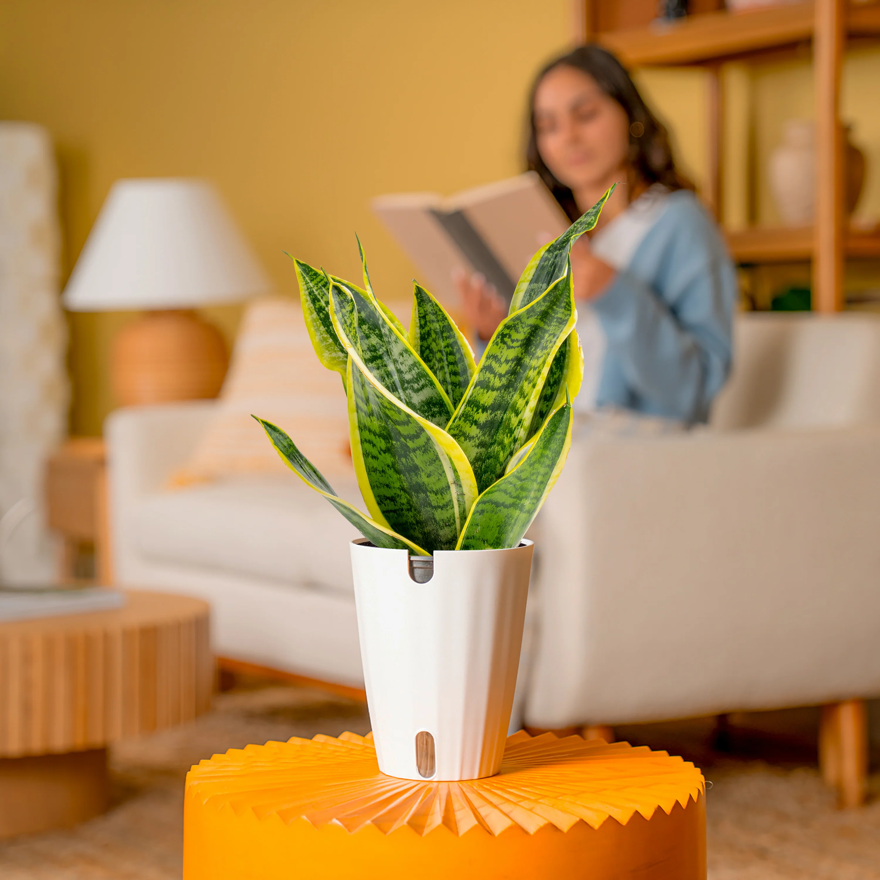 Snake Plant | medium - Image 4