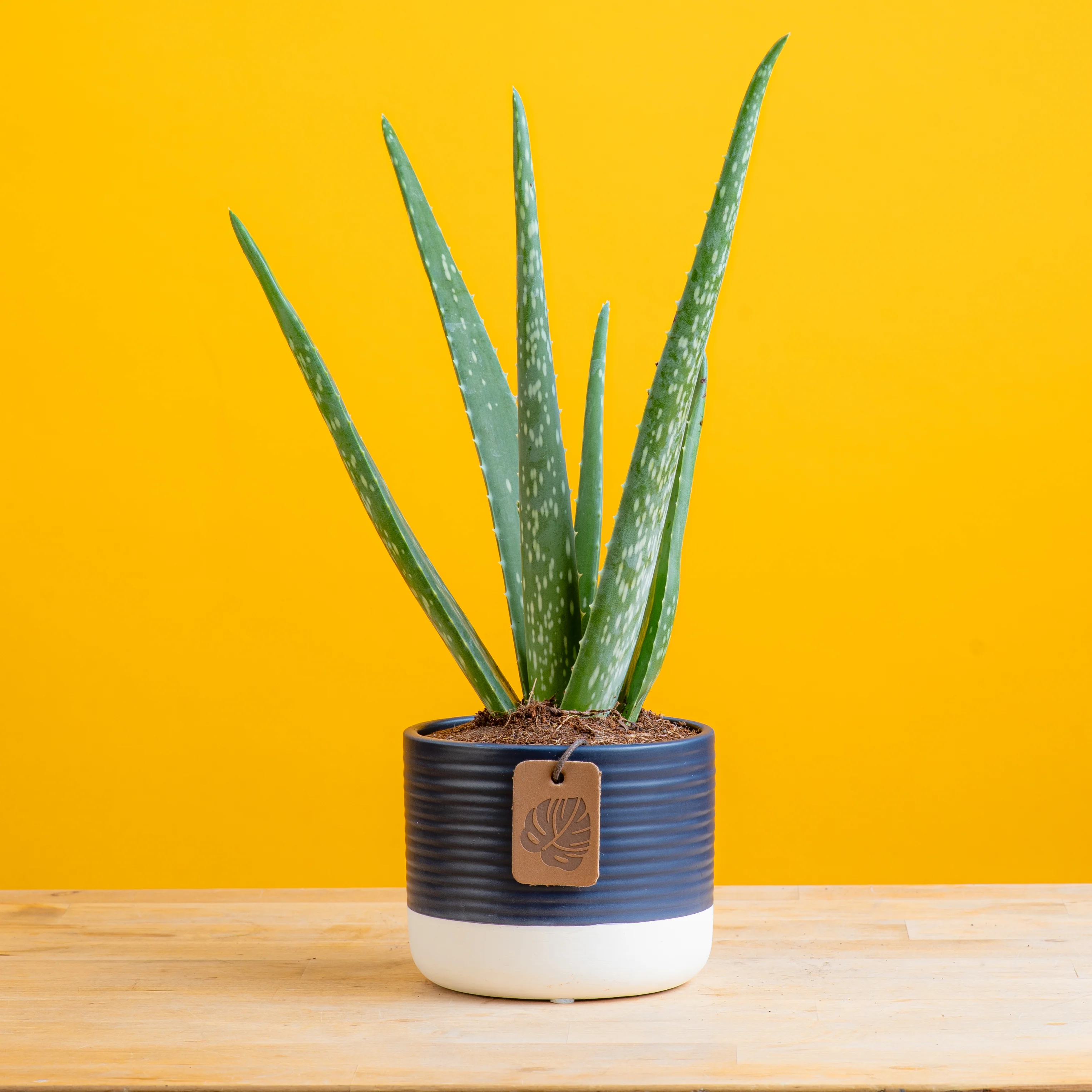 Aloe Vera | small - Image 6