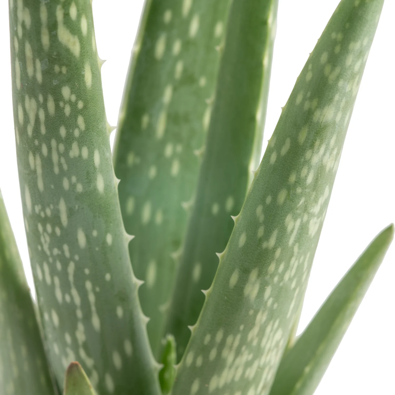 Aloe Vera | small - Image 7