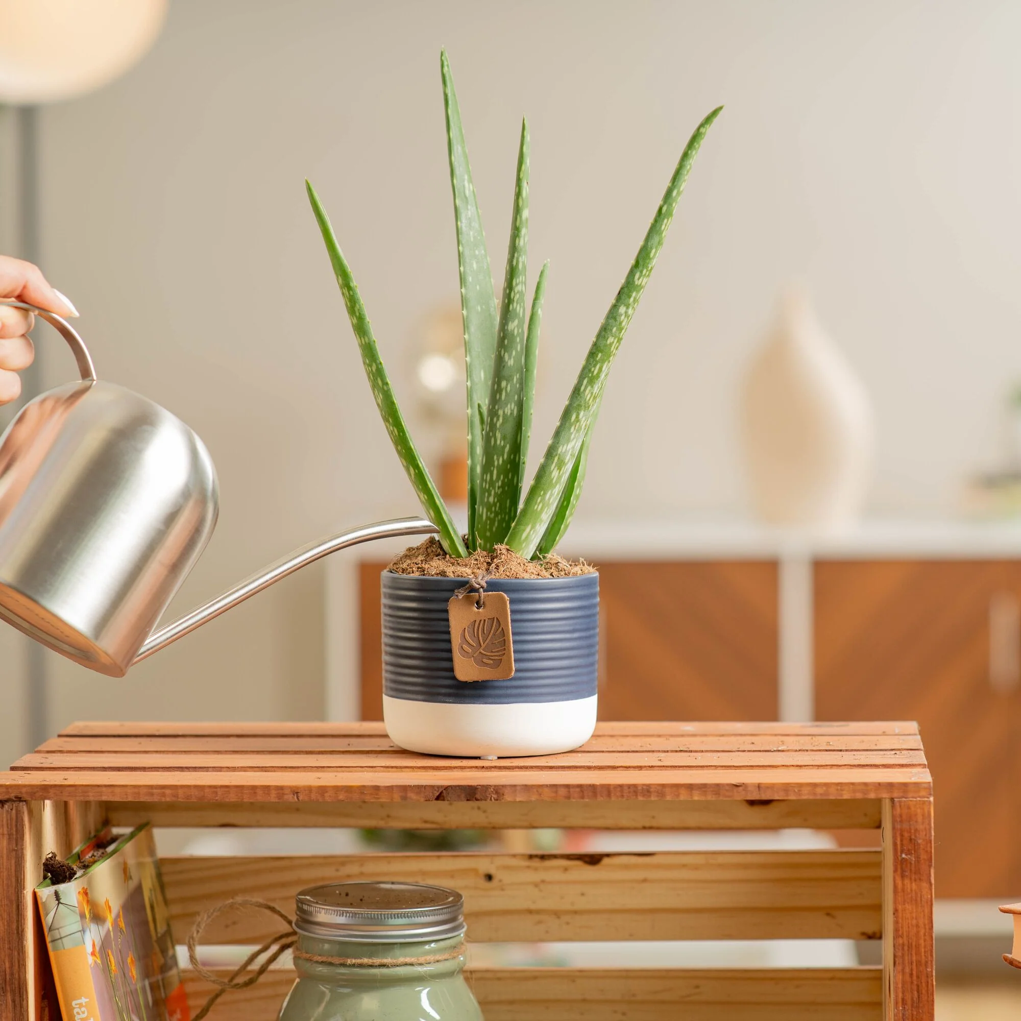 Aloe Vera | small - Image 8