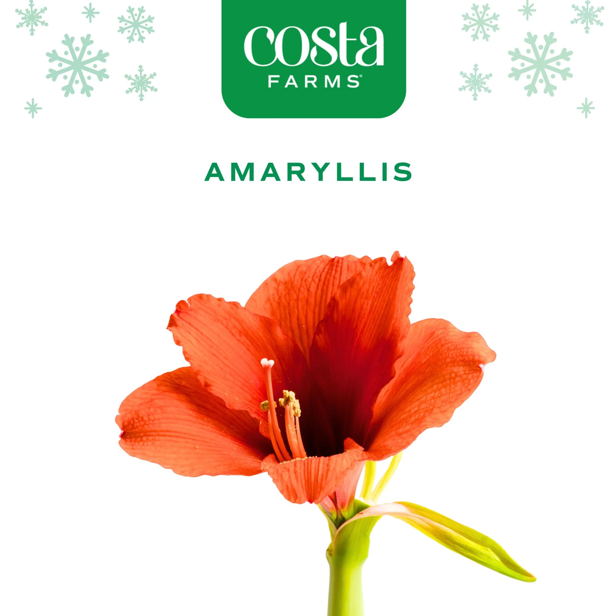 Amaryllis | small - Image 10