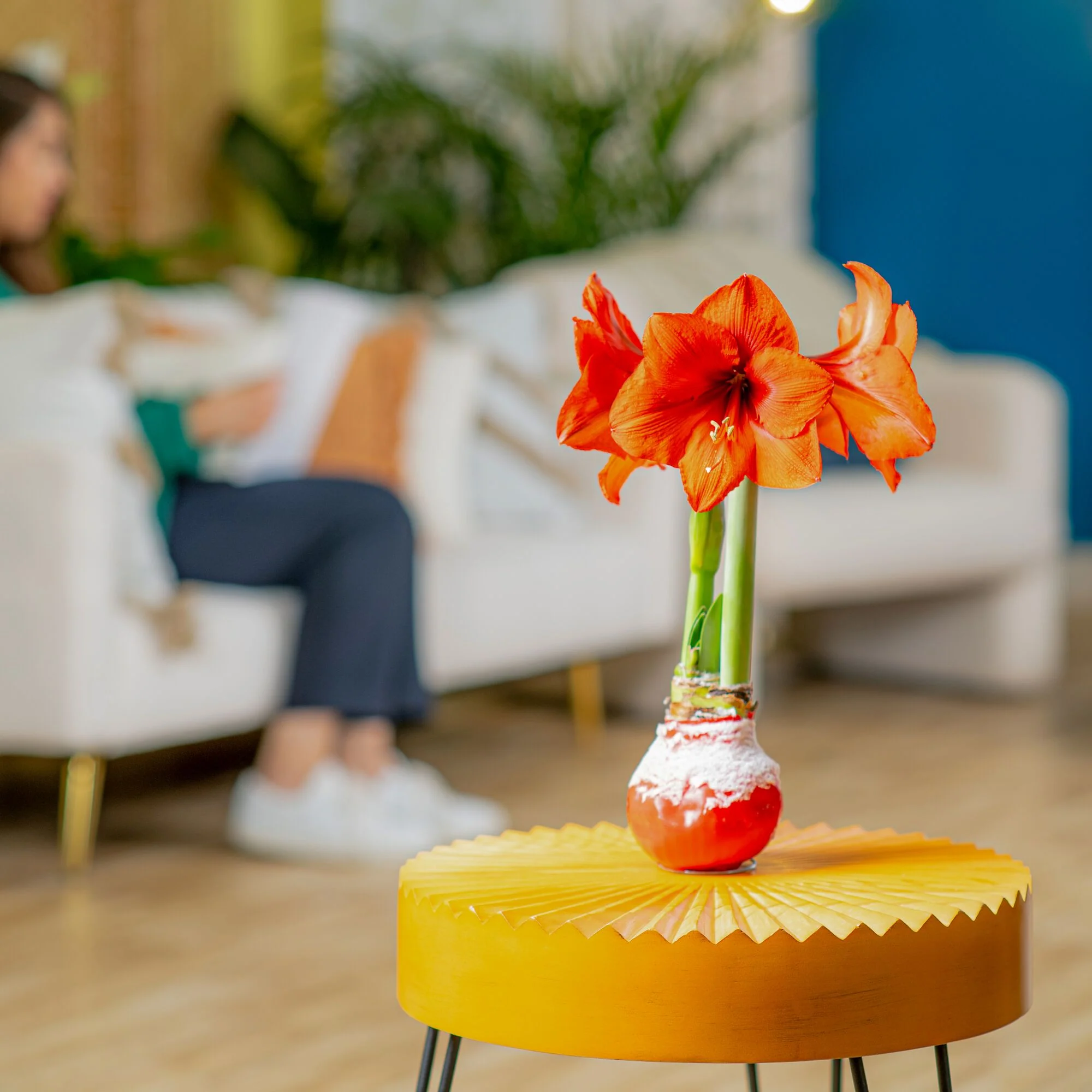 Amaryllis | small - Image 3