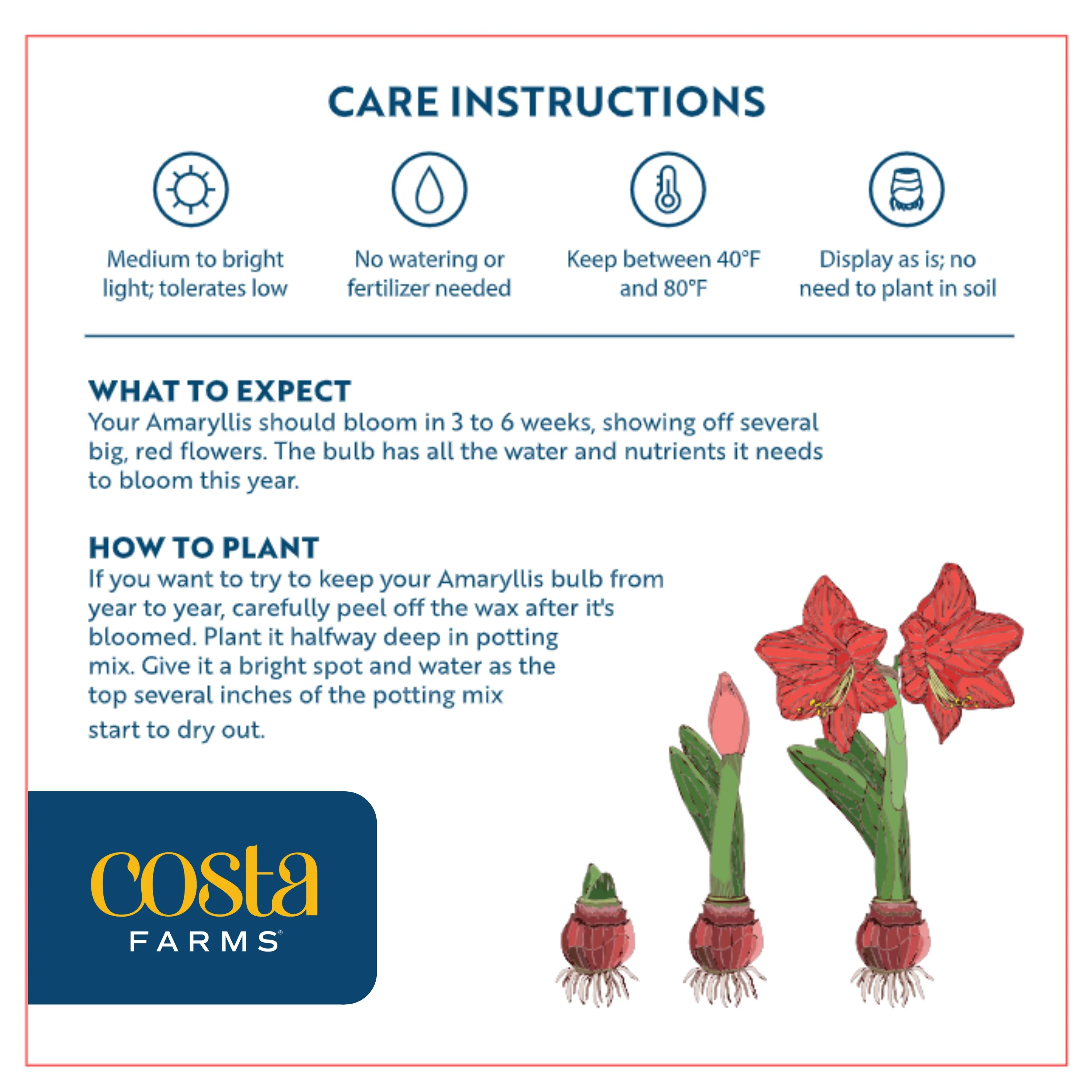 Amaryllis | small - Image 4