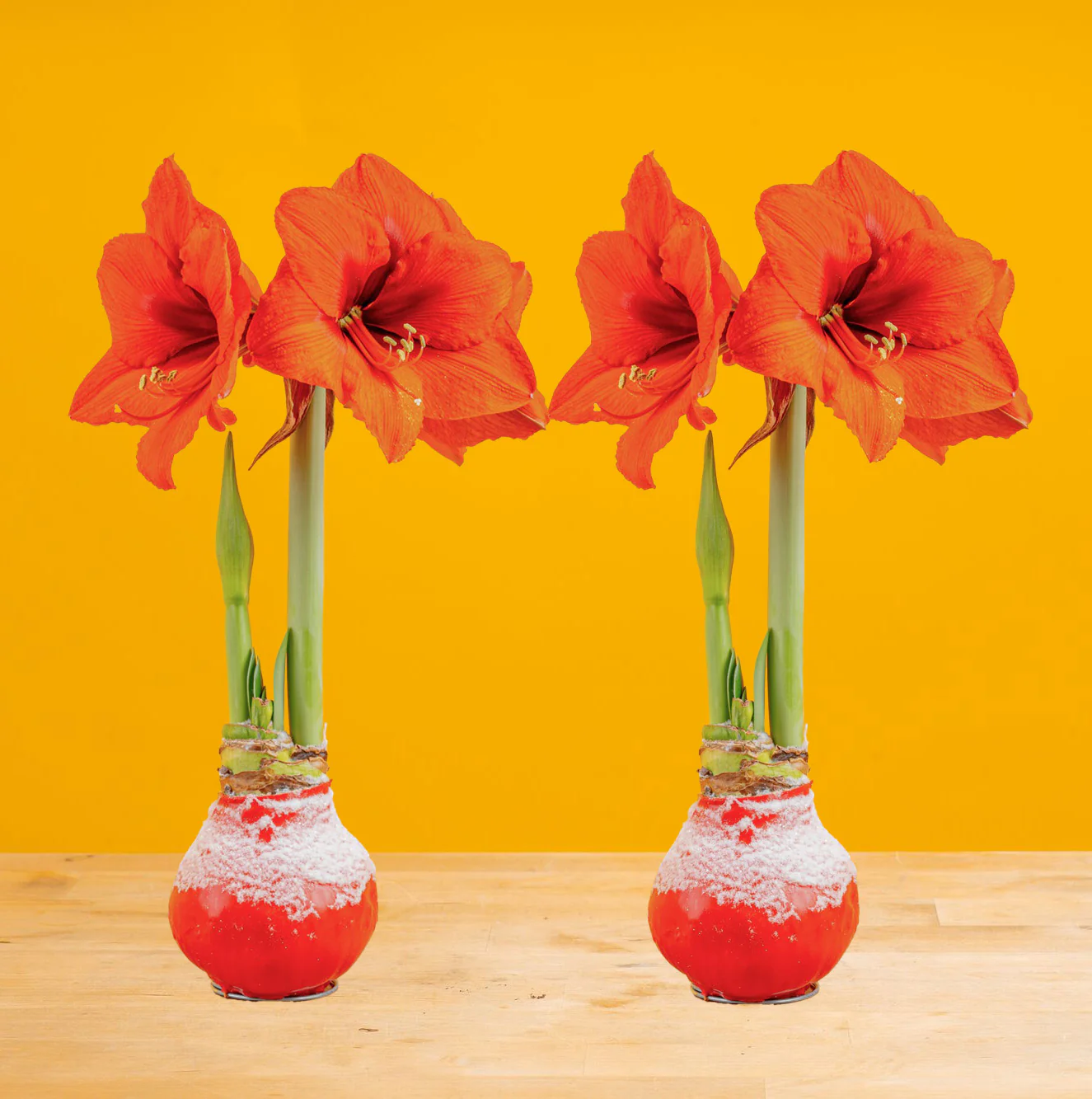 Amaryllis | small - Image 6