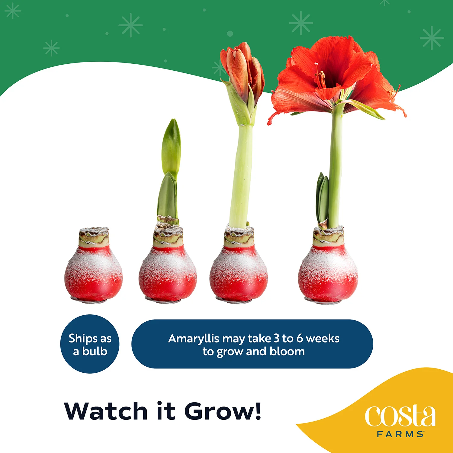 Amaryllis | small - Image 7