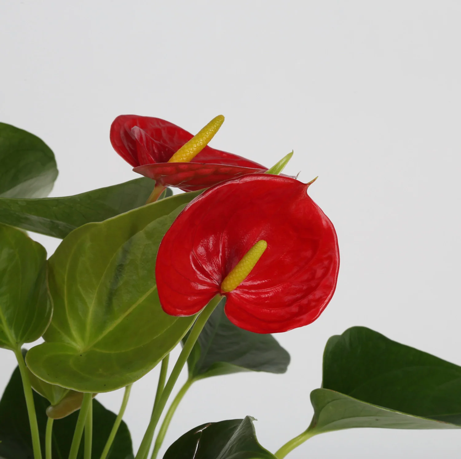 Anthurium | small - Image 3