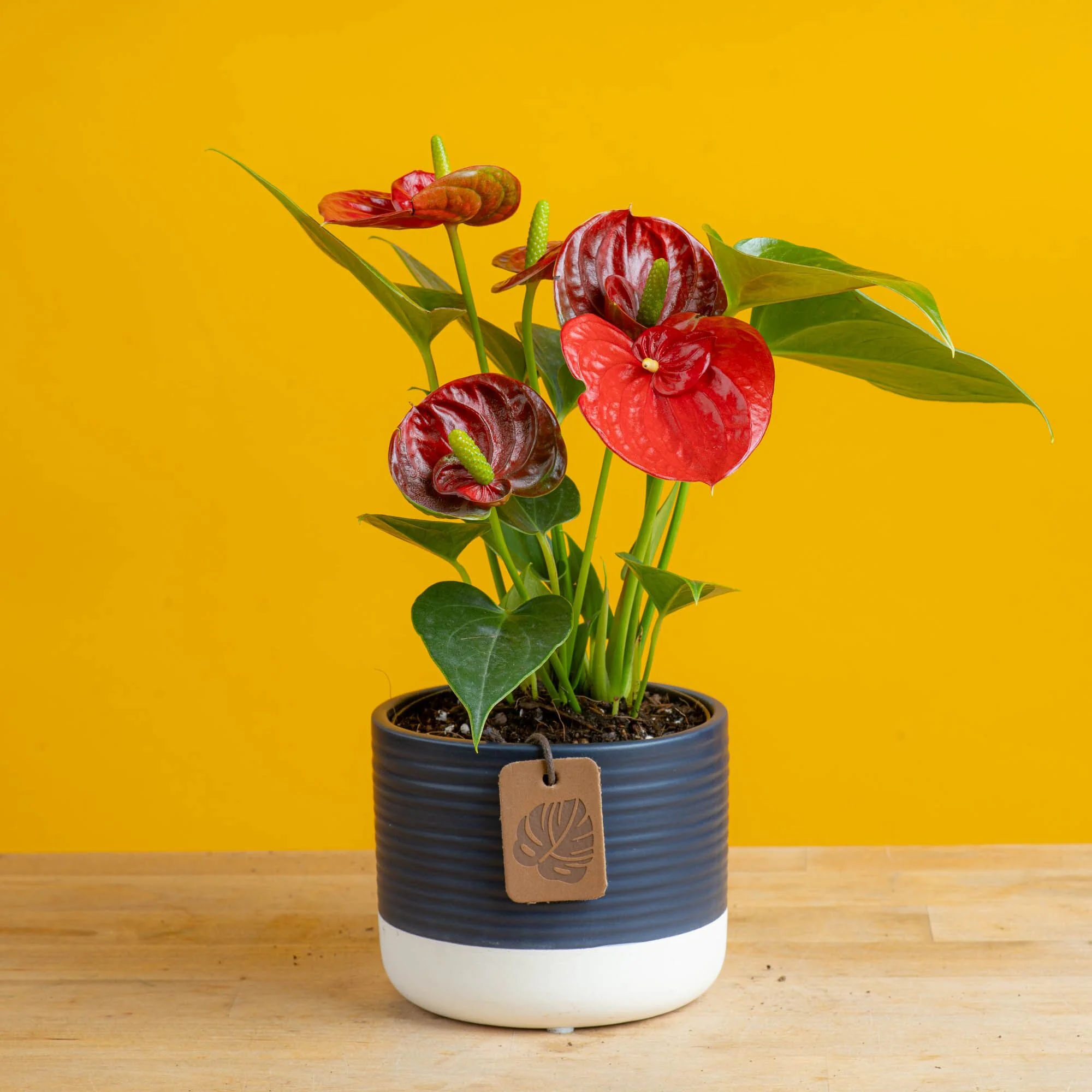 Anthurium | small - Image 6