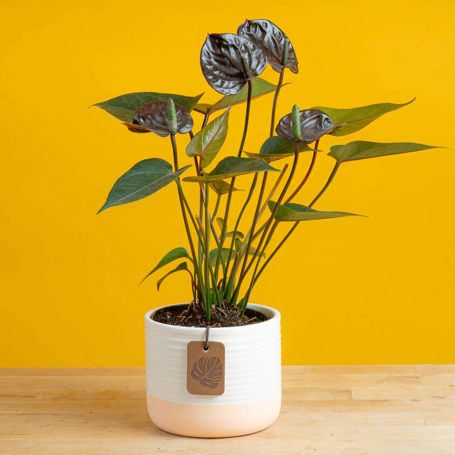 Chocolate Anthurium | small