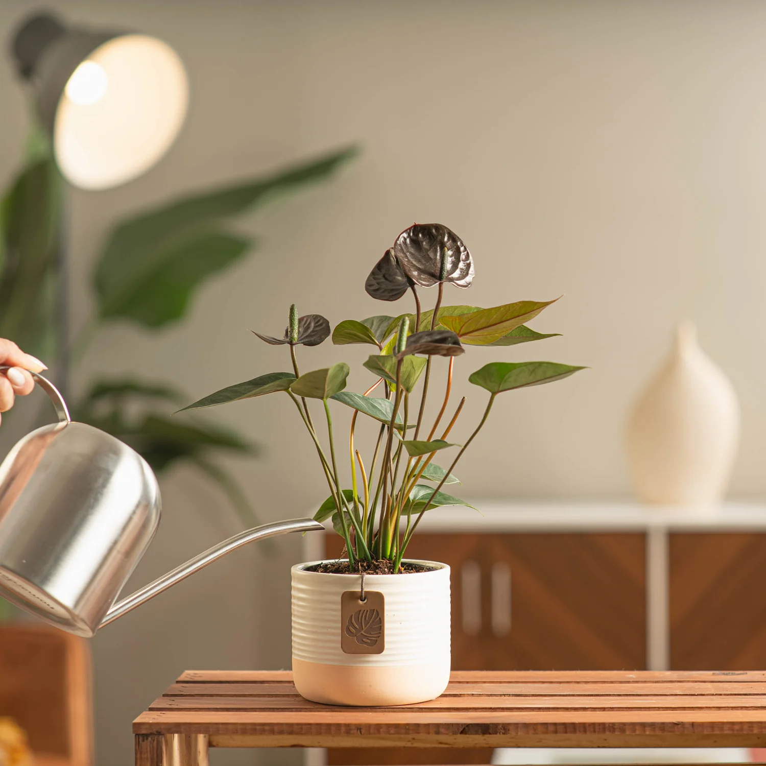 Chocolate Anthurium | small - Image 2