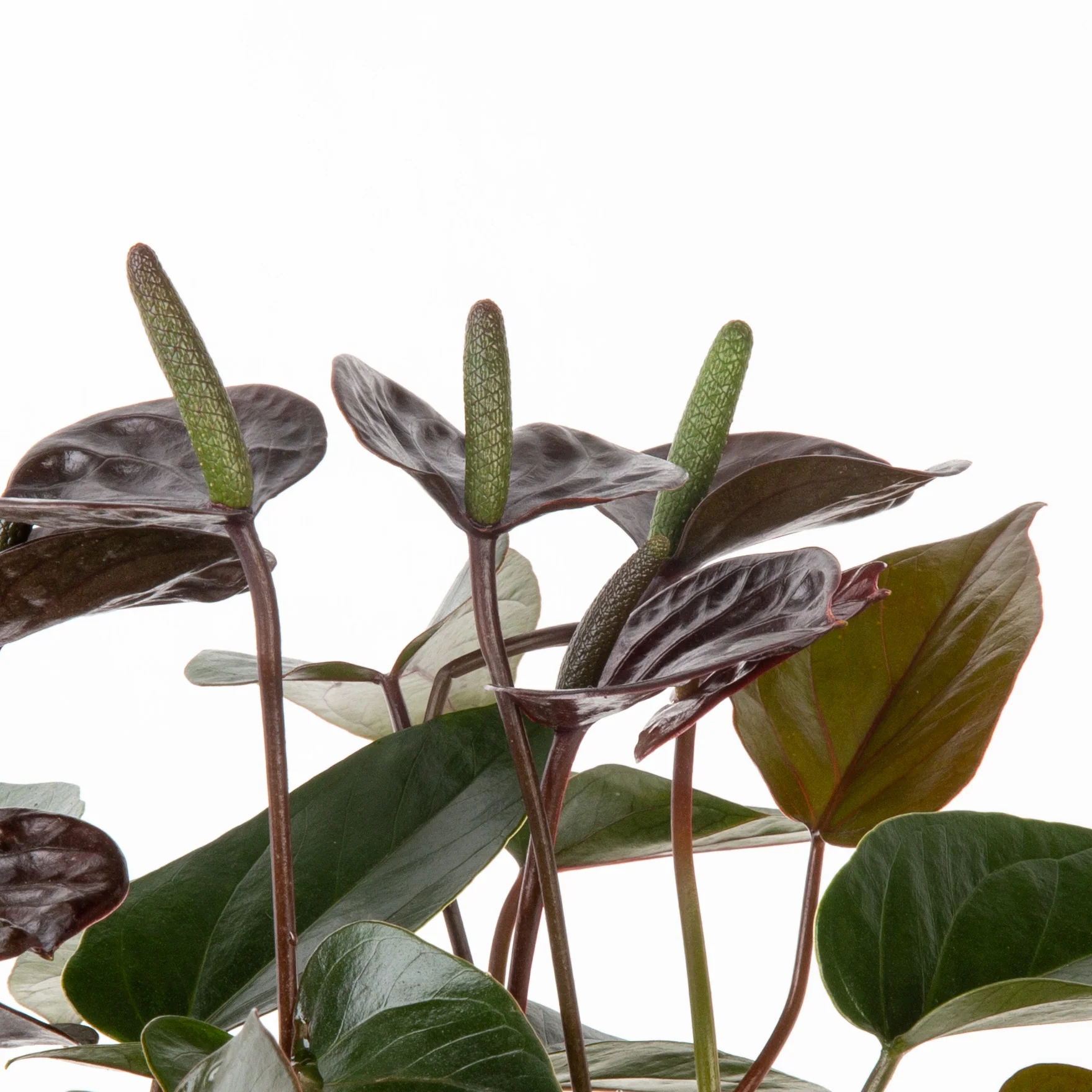 Chocolate Anthurium | small - Image 3