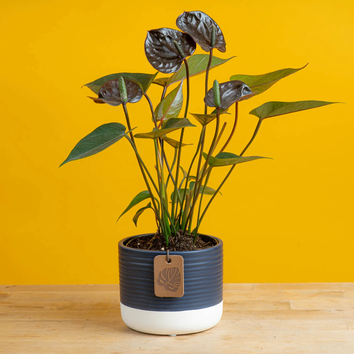 Chocolate Anthurium | small - Image 6