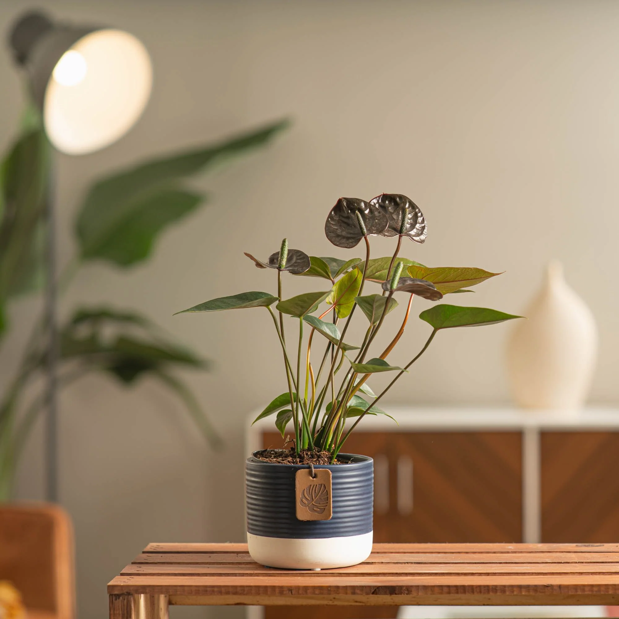 Chocolate Anthurium | small - Image 7