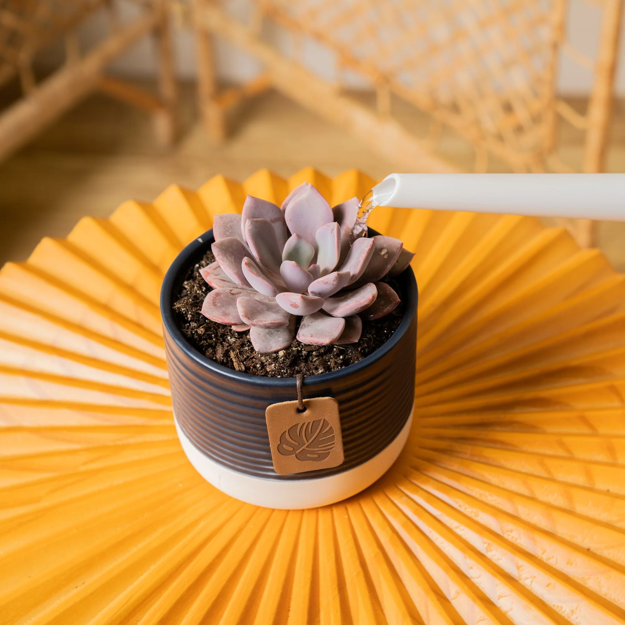 Graptoveria Debbi Succulent | small - Image 10