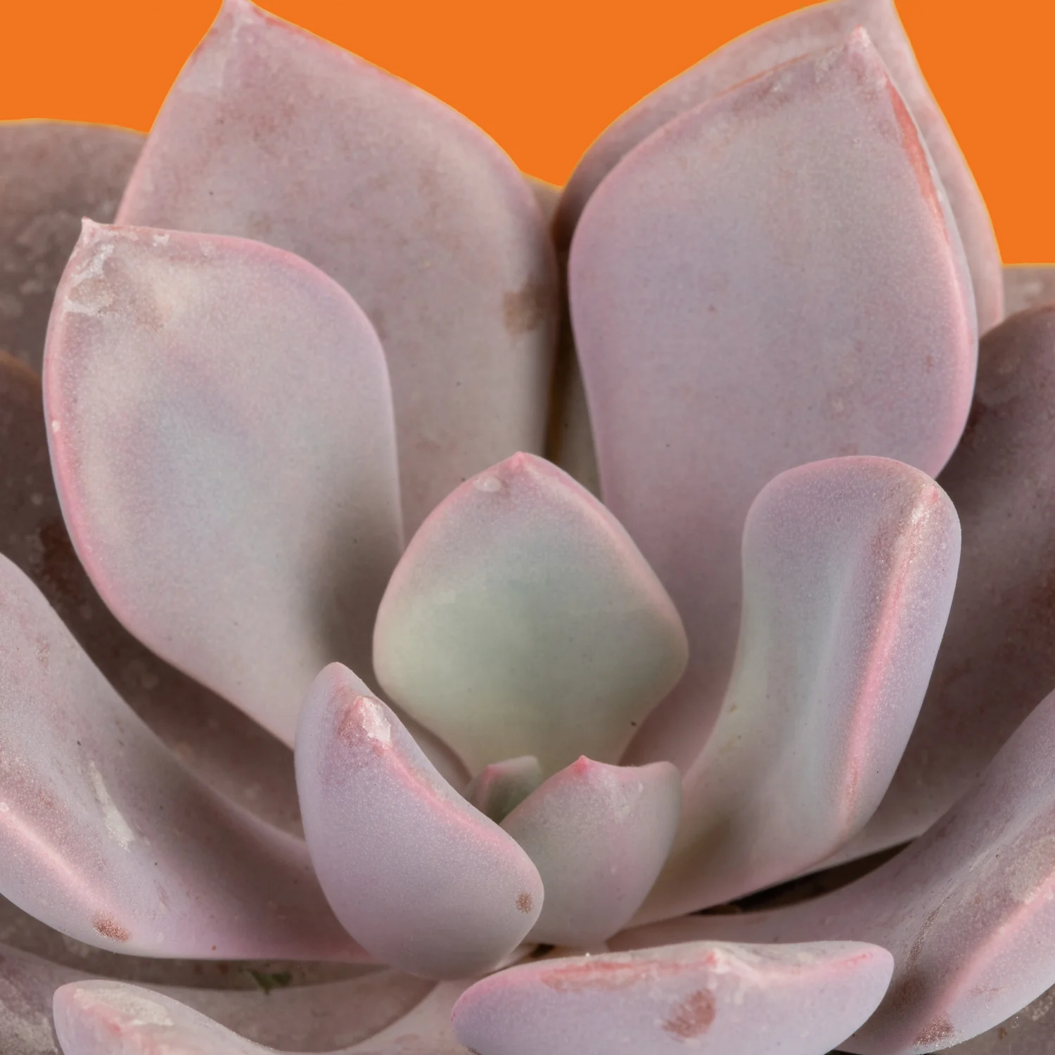 Graptoveria Debbi Succulent | small - Image 3