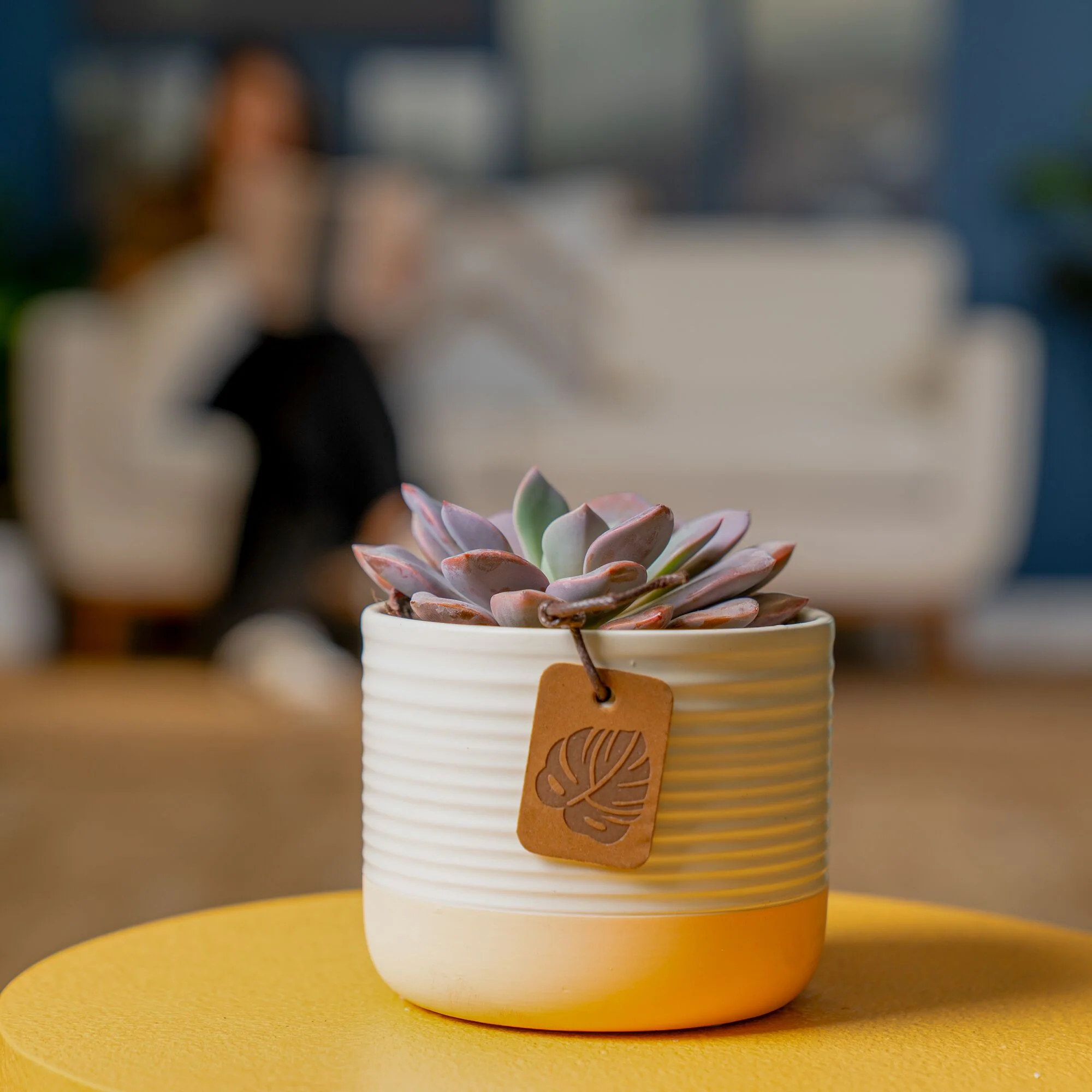 Graptoveria Debbi Succulent | small - Image 4