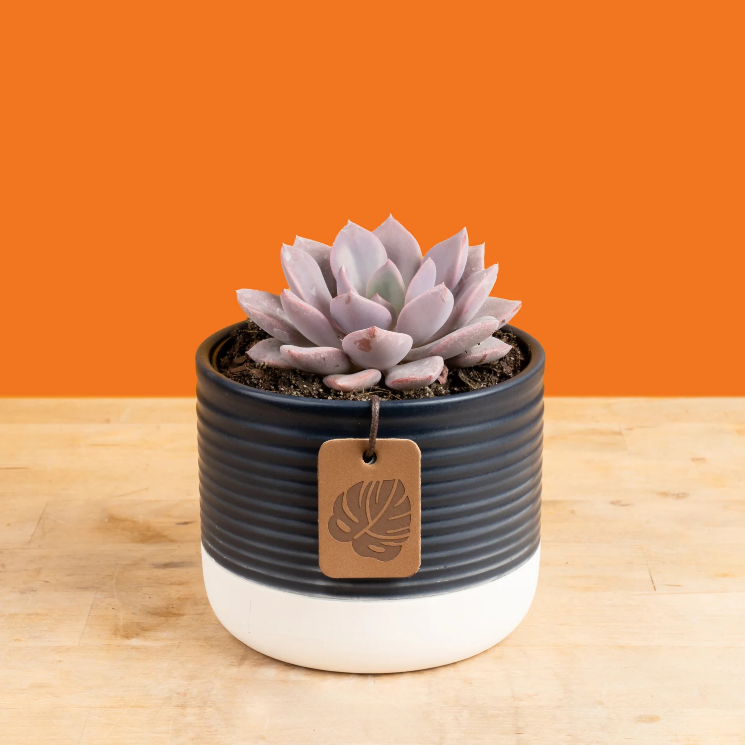 Graptoveria Debbi Succulent | small - Image 7