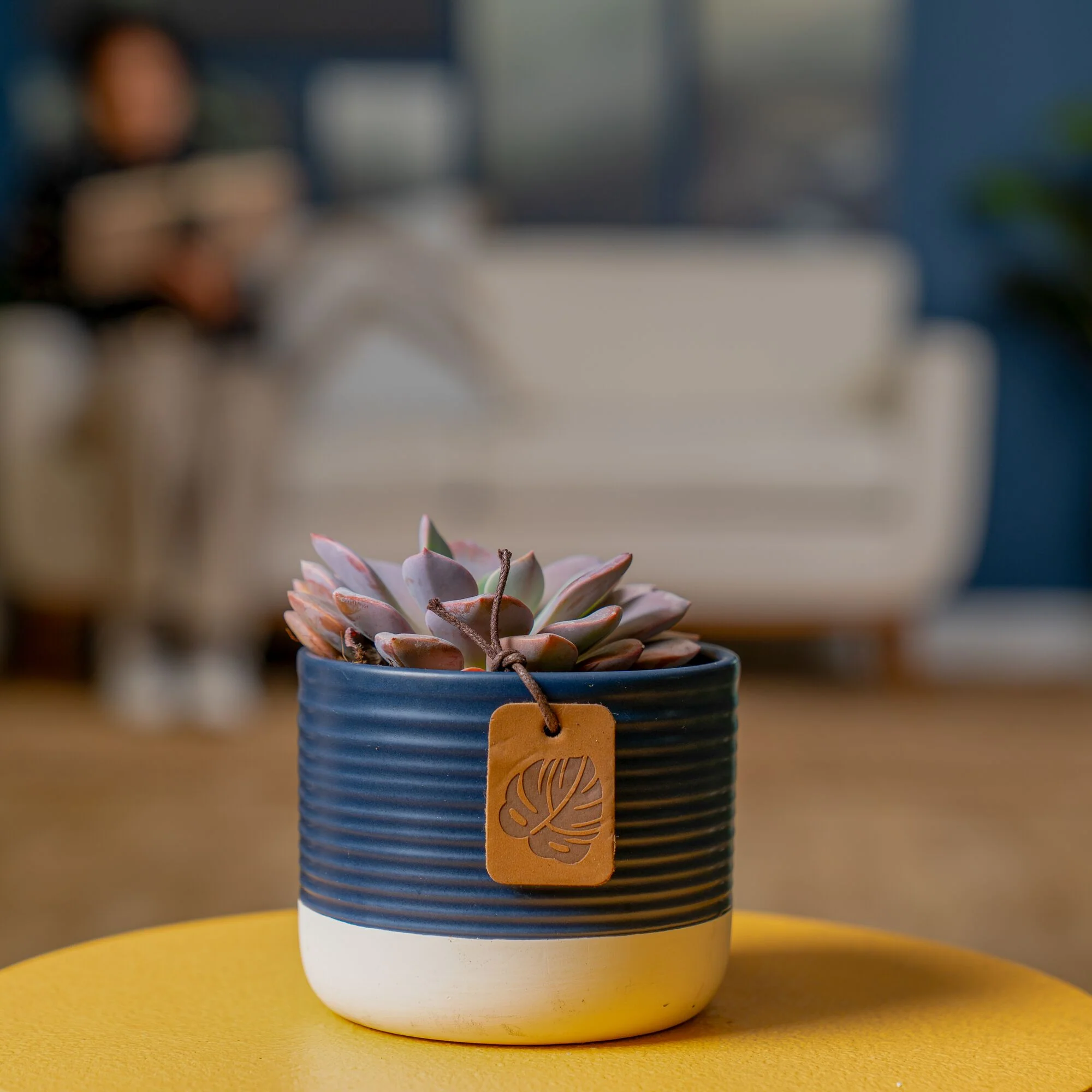 Graptoveria Debbi Succulent | small - Image 8