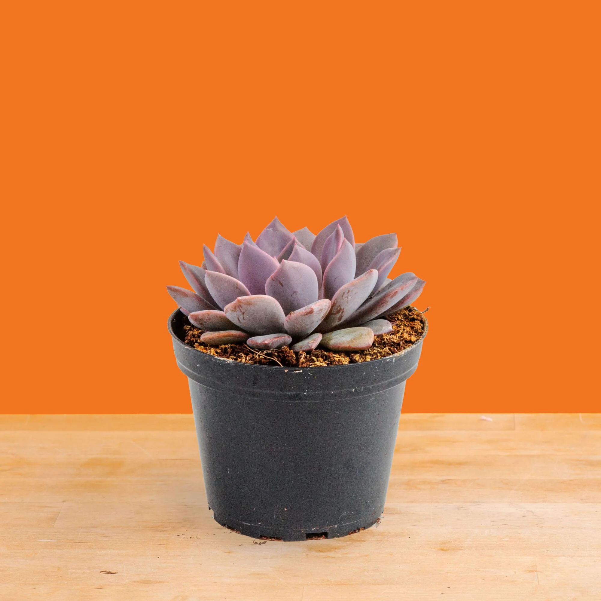 Graptoveria Debbie Succulent | small