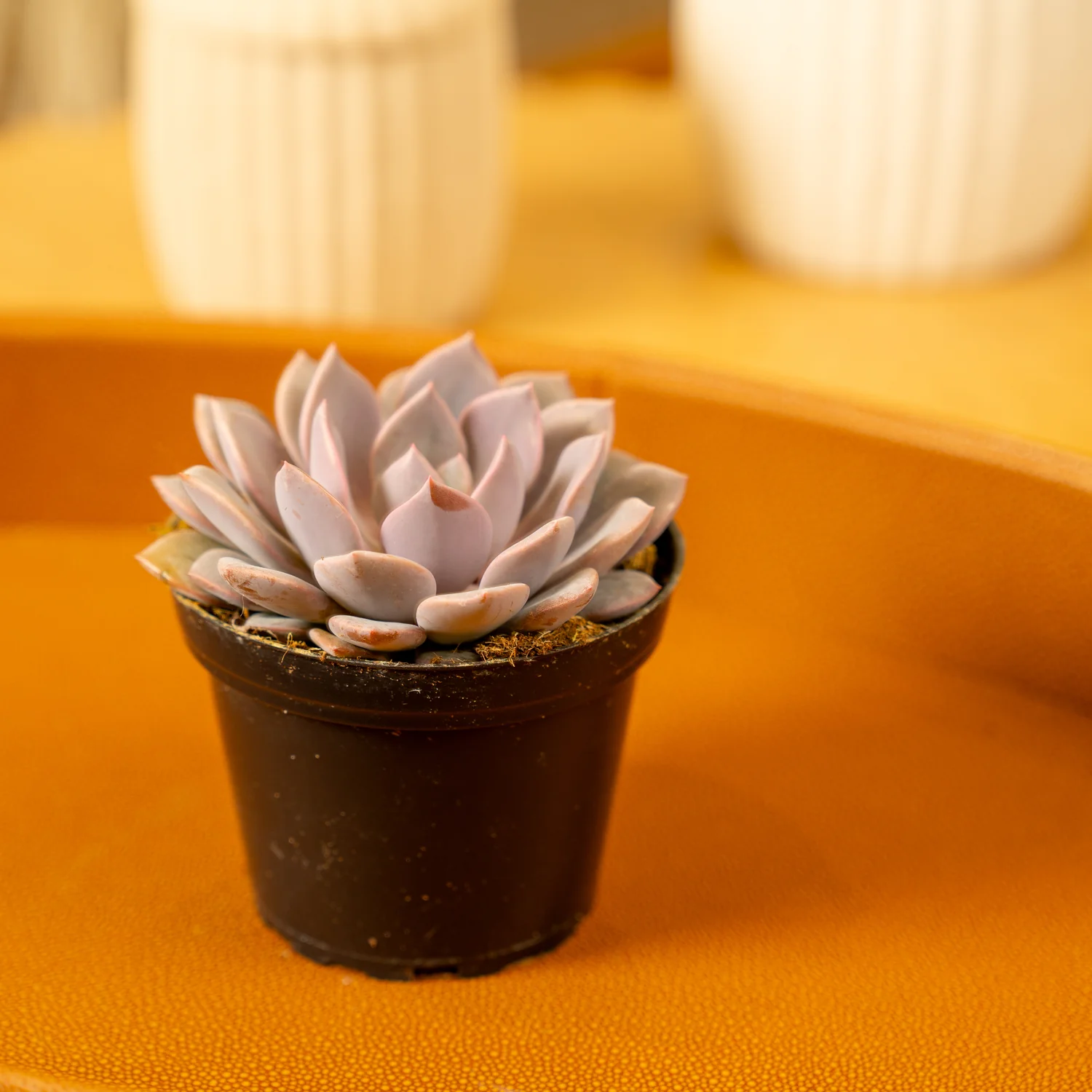 Graptoveria Debbie Succulent | small - Image 2