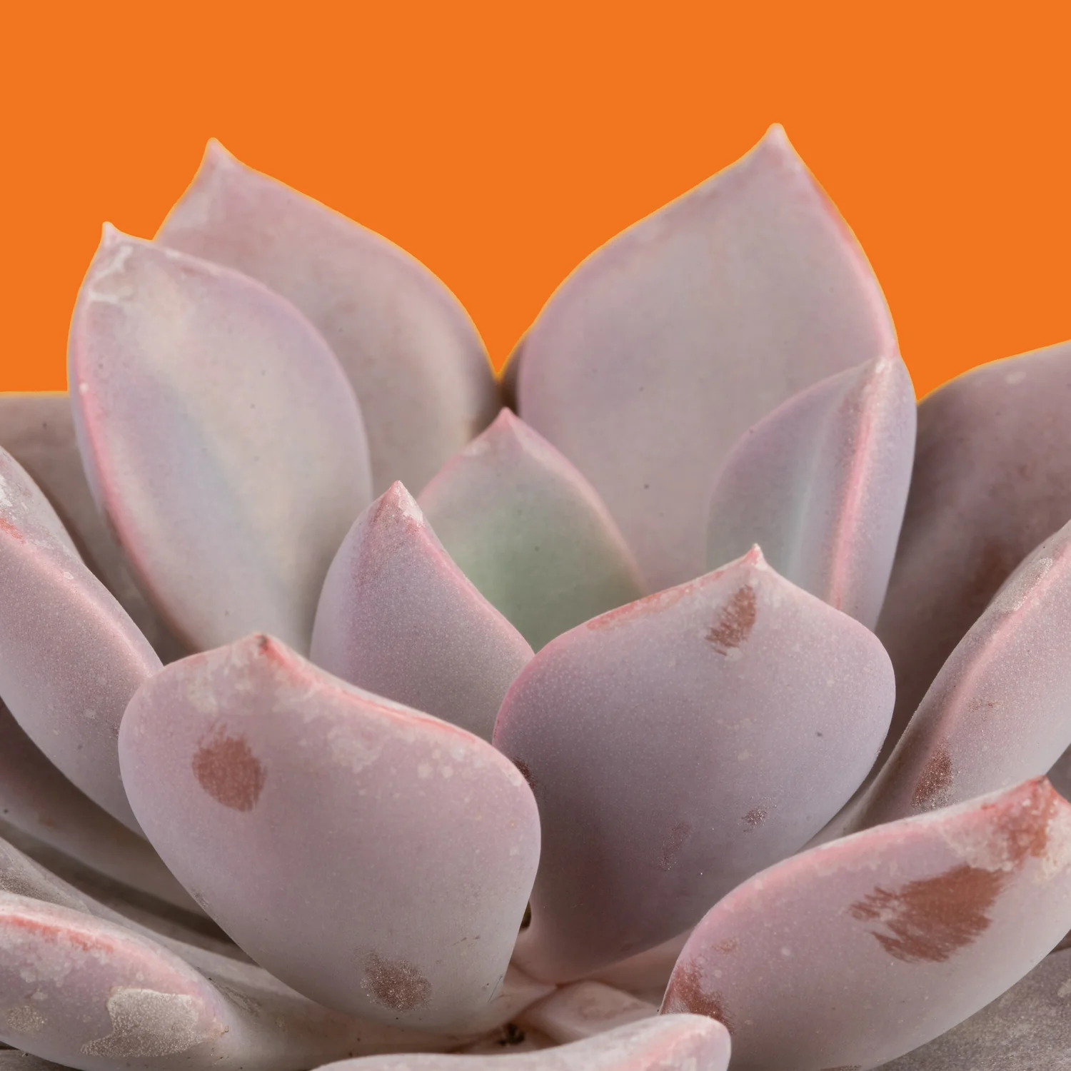 Graptoveria Debbie Succulent | small - Image 3