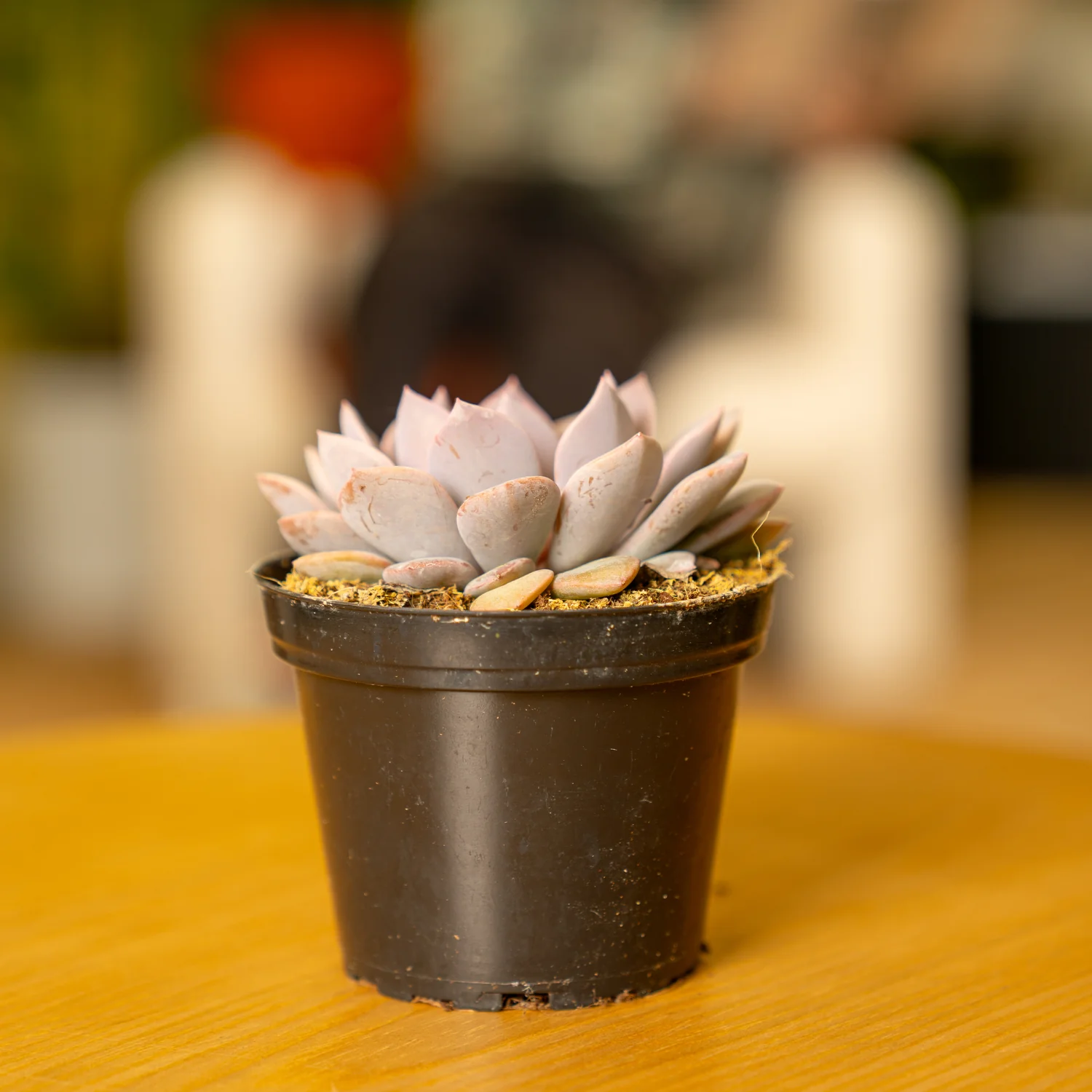 Graptoveria Debbie Succulent | small - Image 4