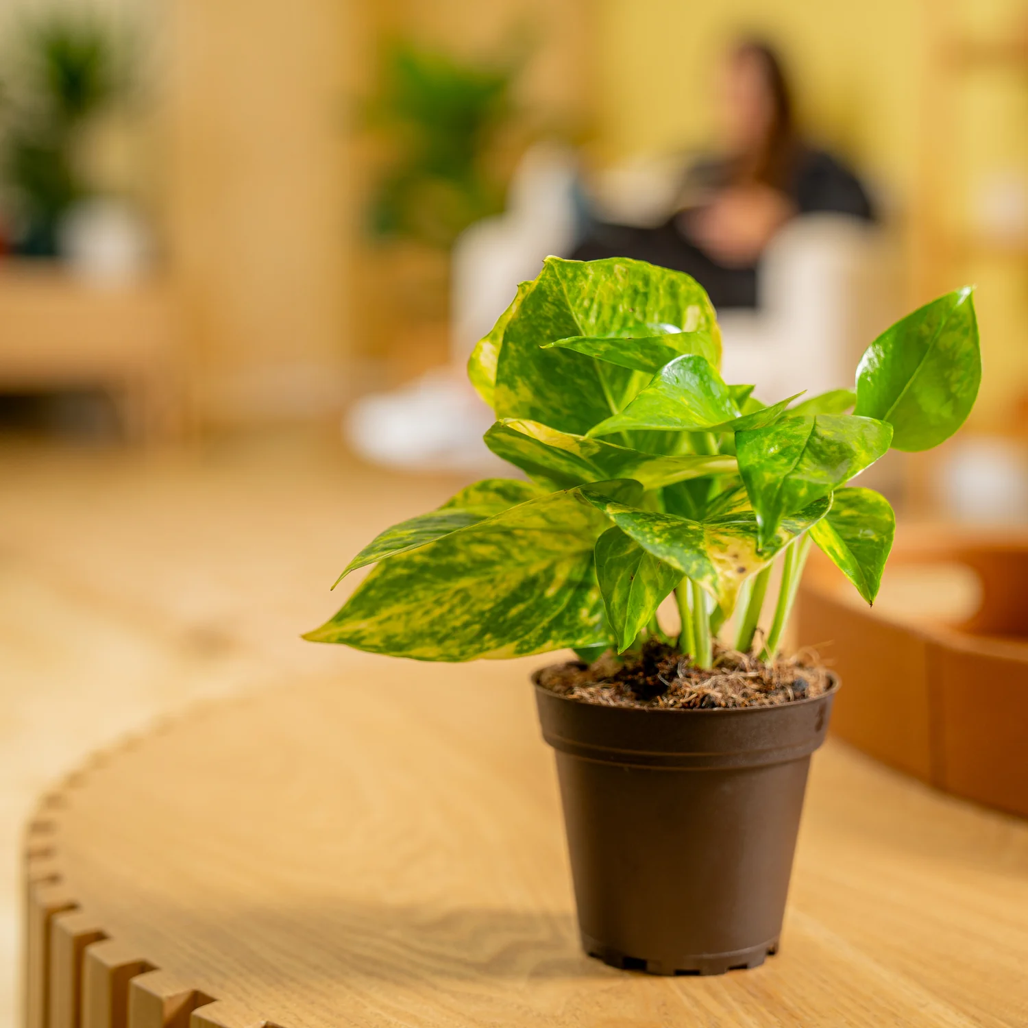 Golden Pothos | small - Image 3