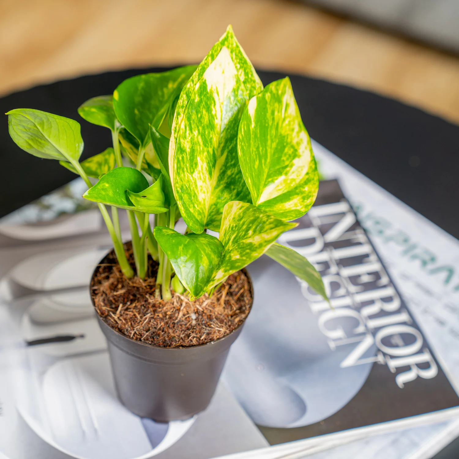 Golden Pothos | small - Image 4