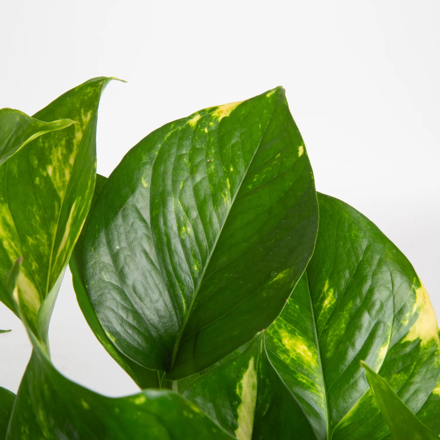 Golden Pothos | small - Image 7
