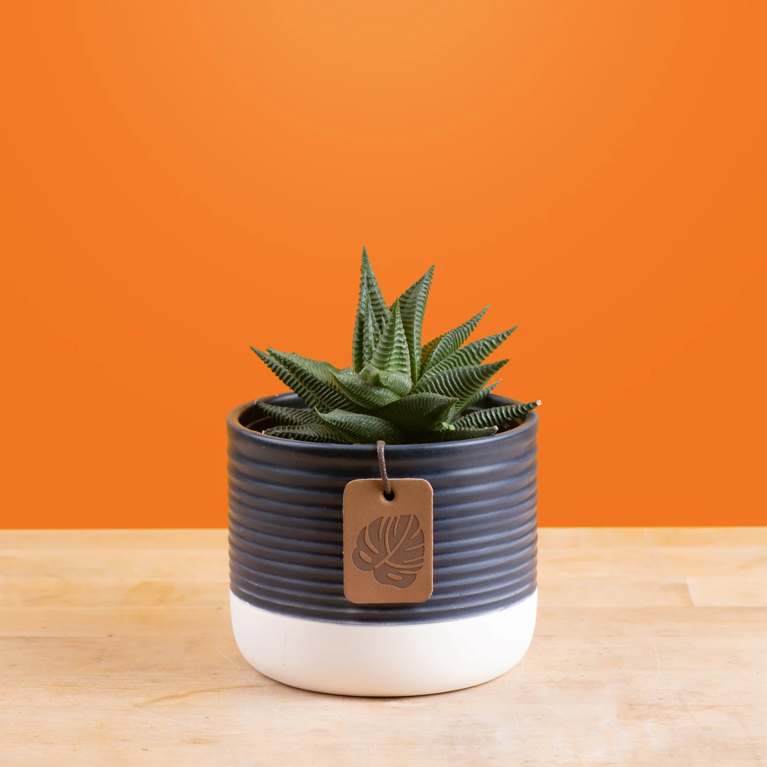 Haworthia Pumila Succulent | small - Image 7