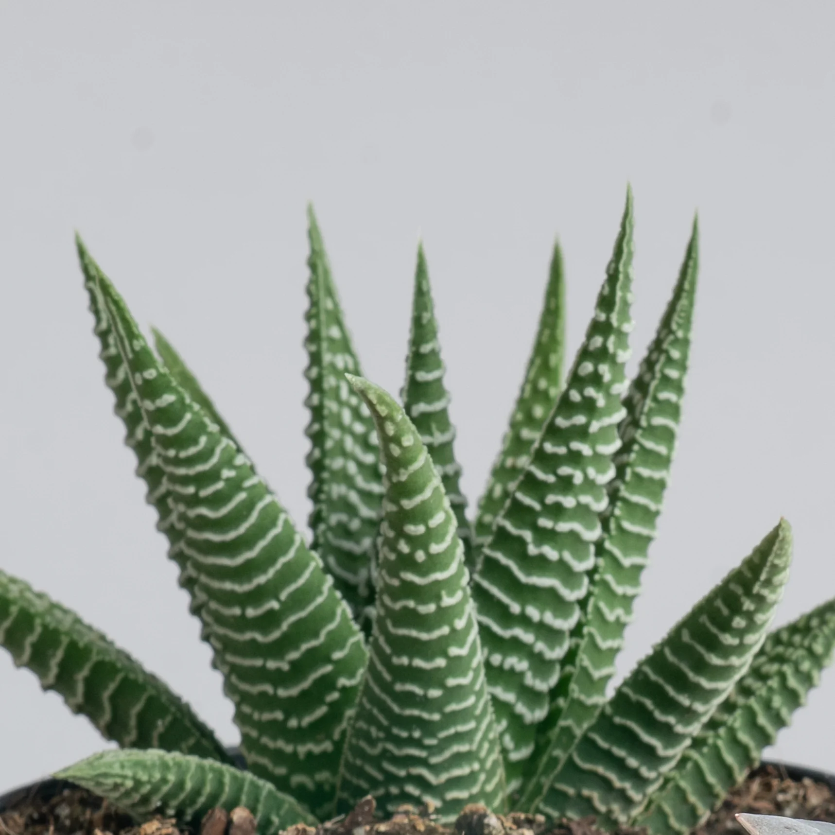 Haworthia Pumila | small - Image 3