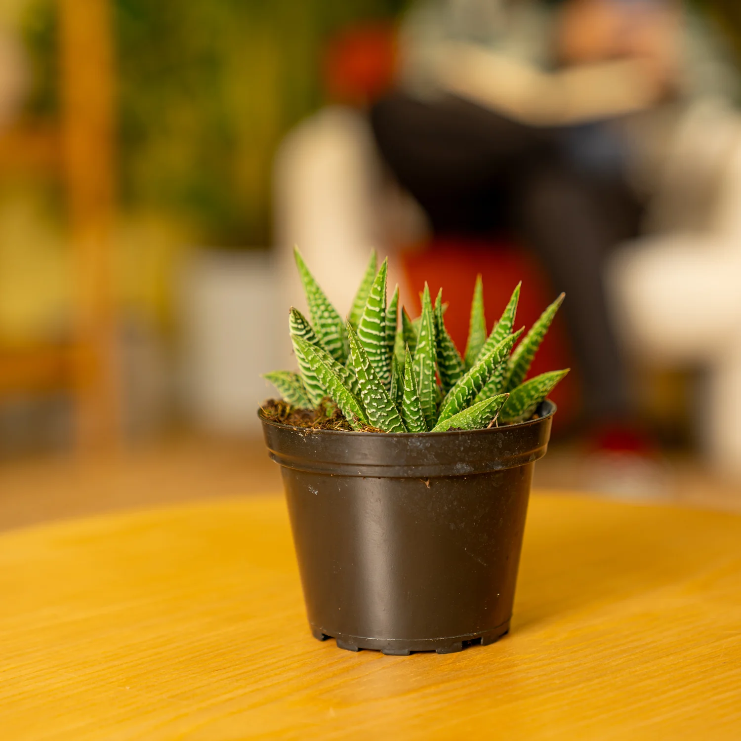 Haworthia Pumila | small - Image 4