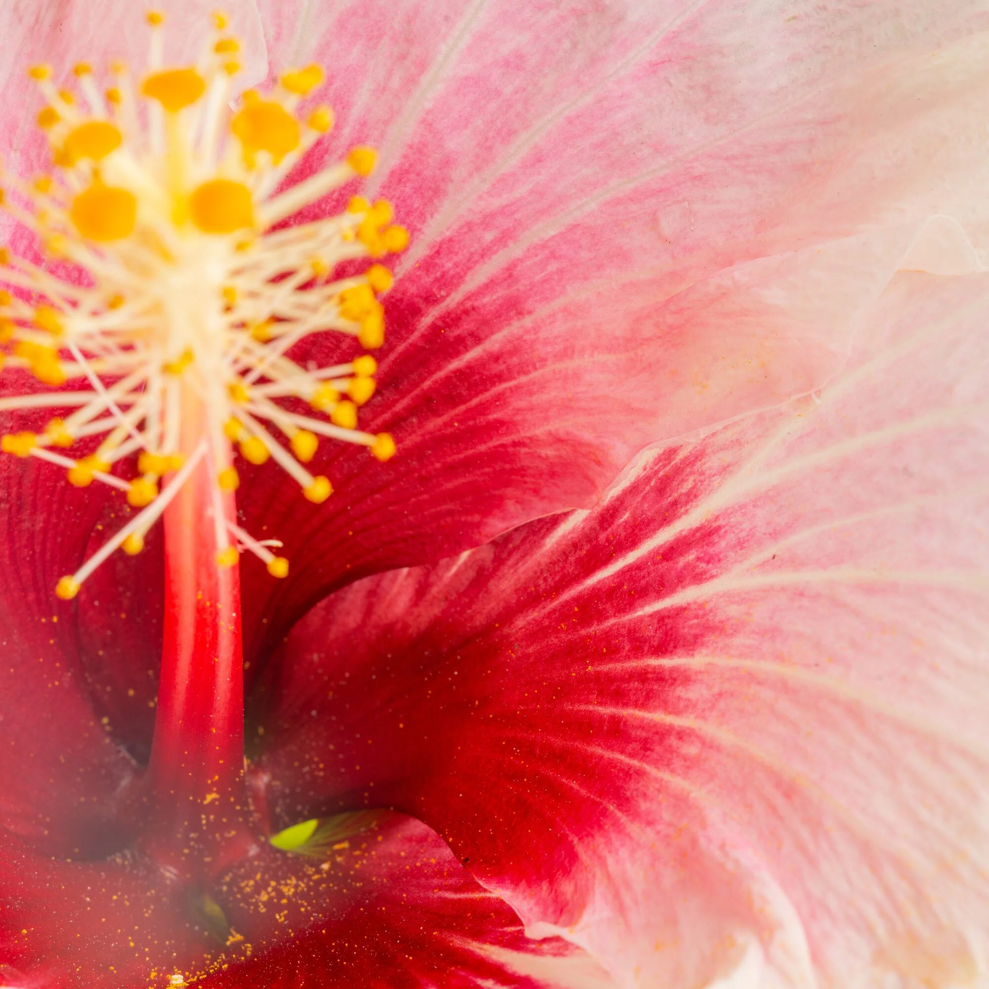 Tropical Hibiscus Flora | small - Image 3