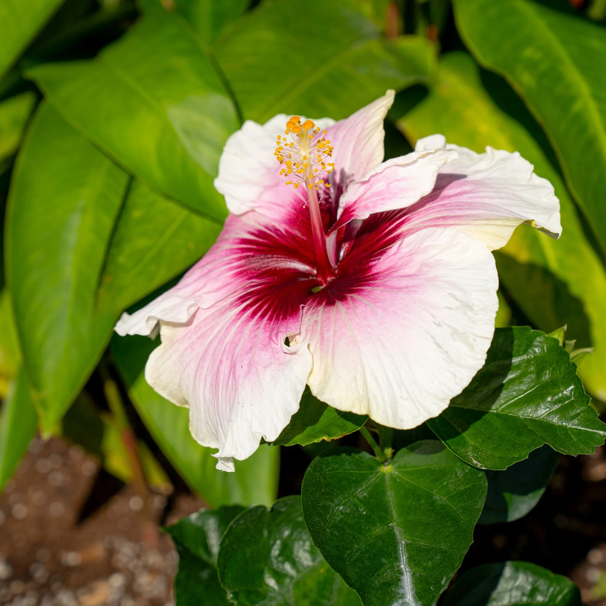 Tropical Hibiscus Flora | small - Image 4