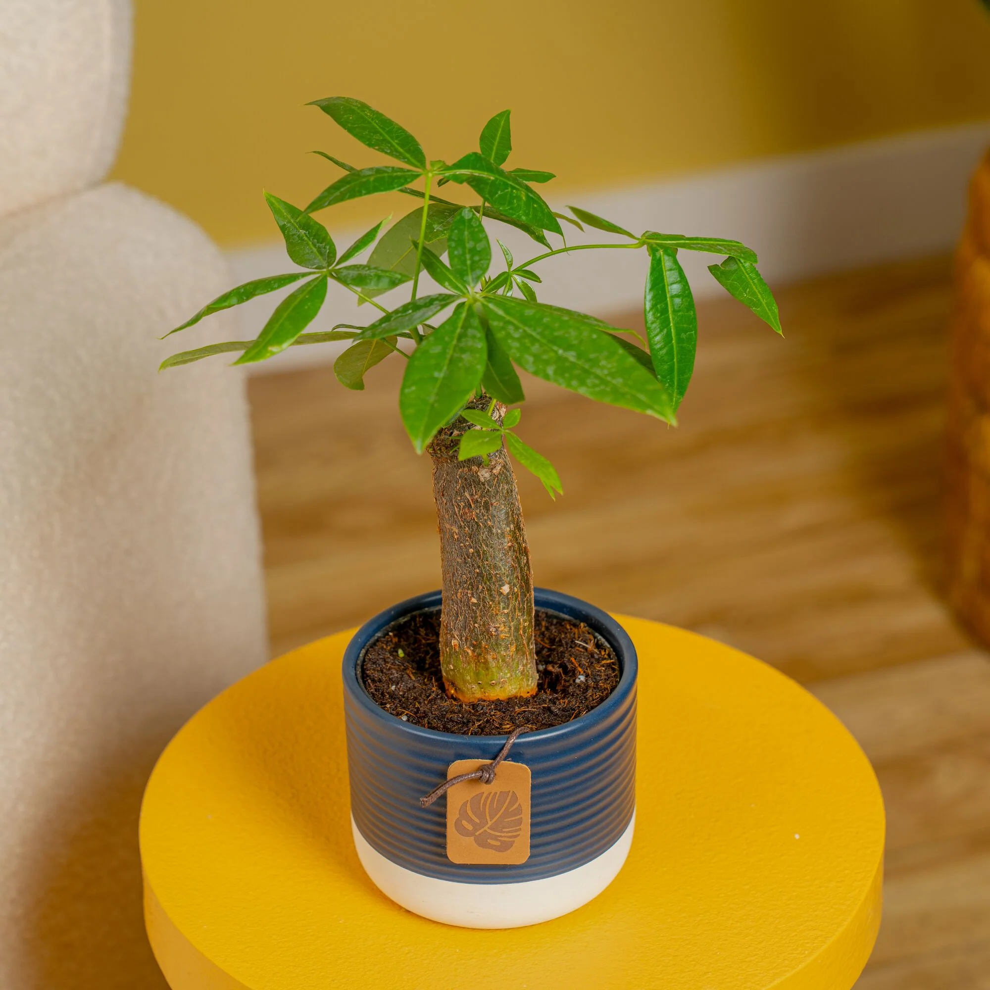 Mini Money Tree | small - Image 10
