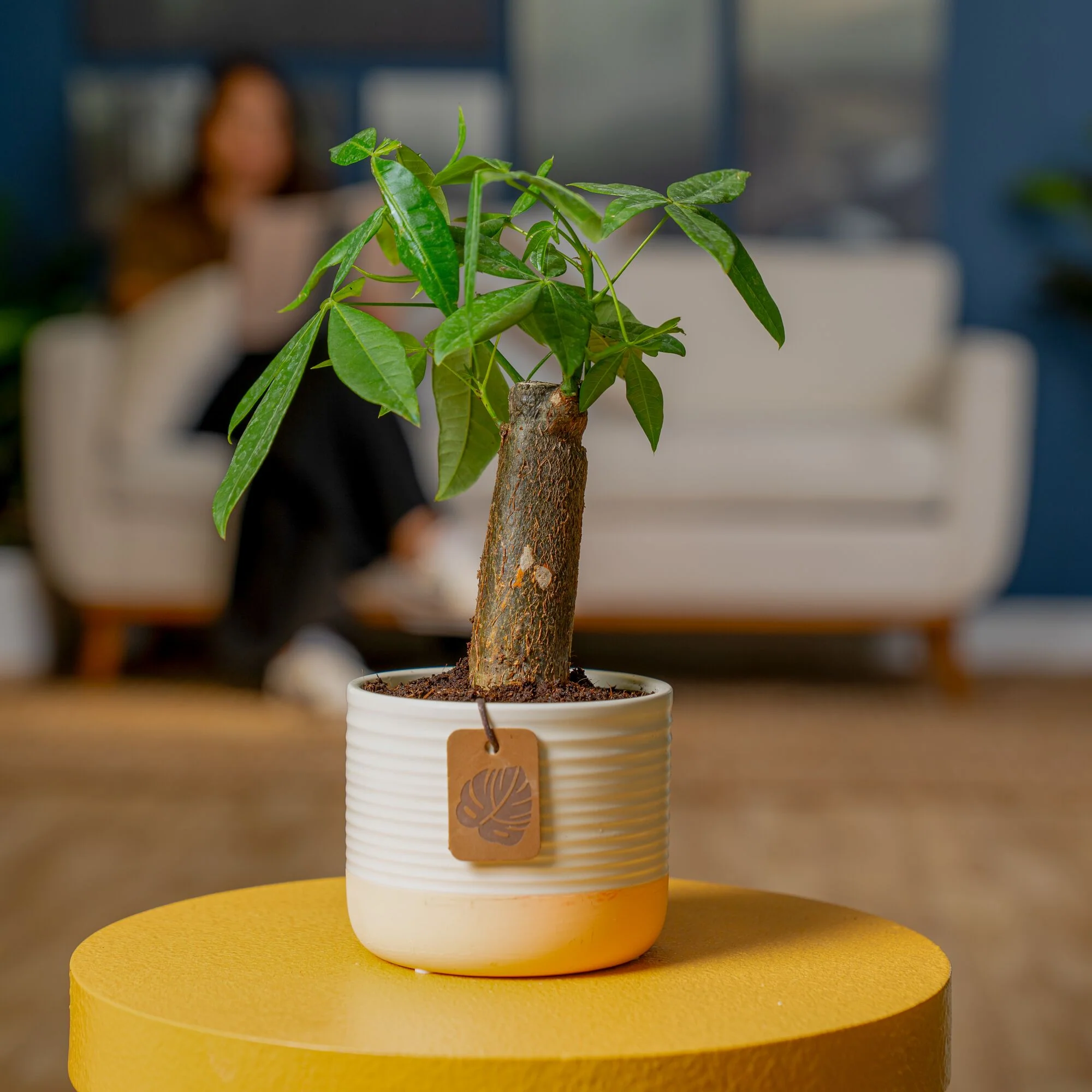 Mini Money Tree | small - Image 4