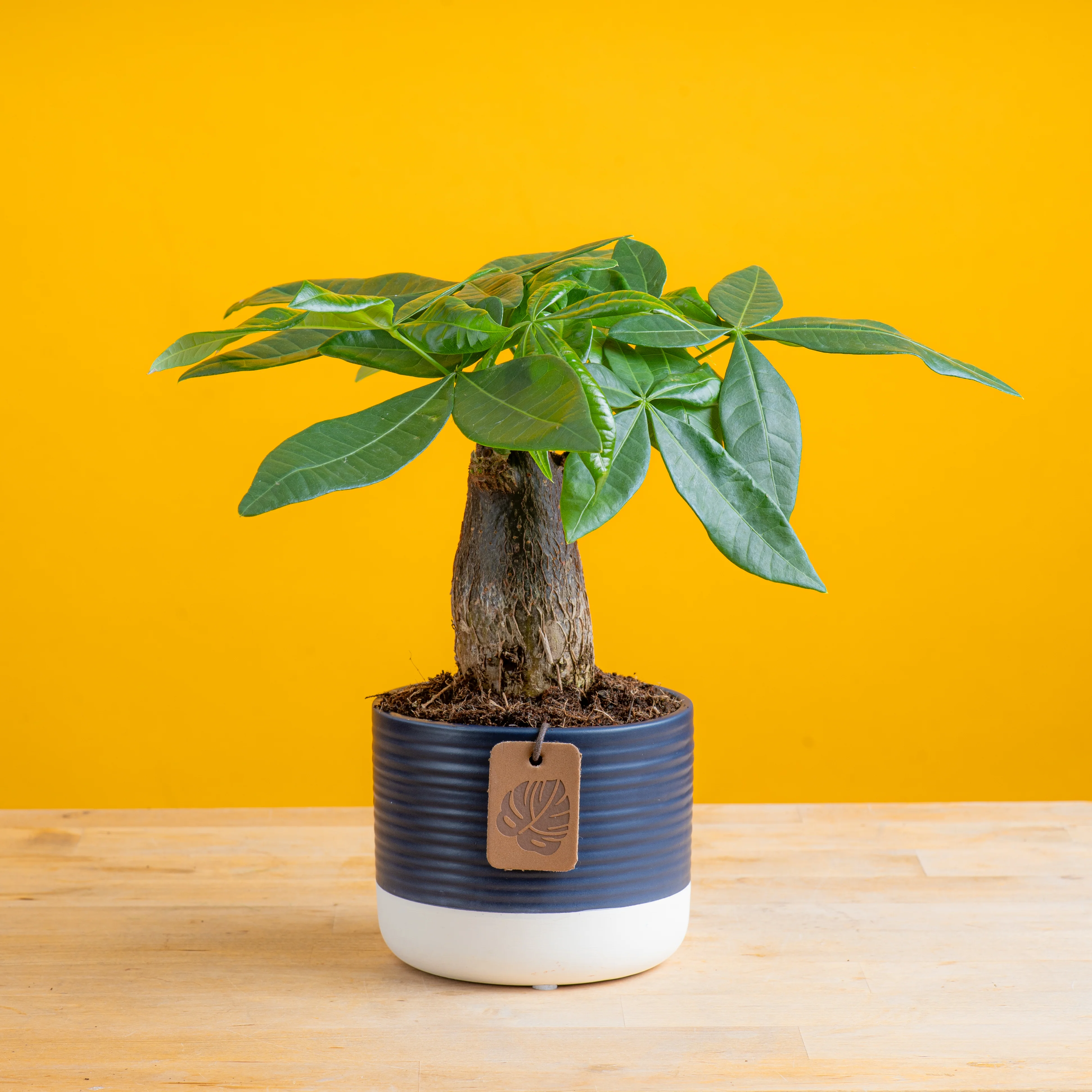 Mini Money Tree | small - Image 7