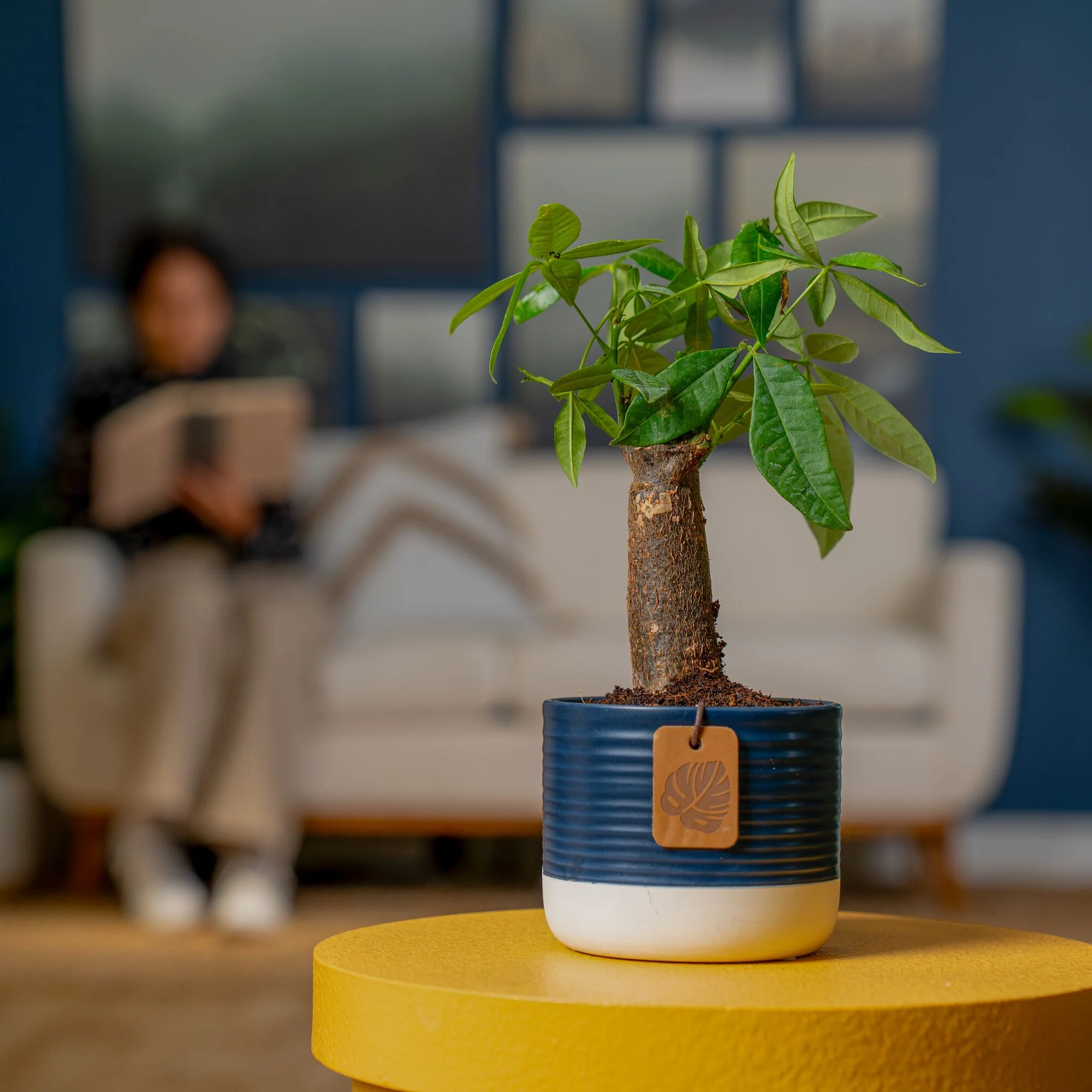 Mini Money Tree | small - Image 8