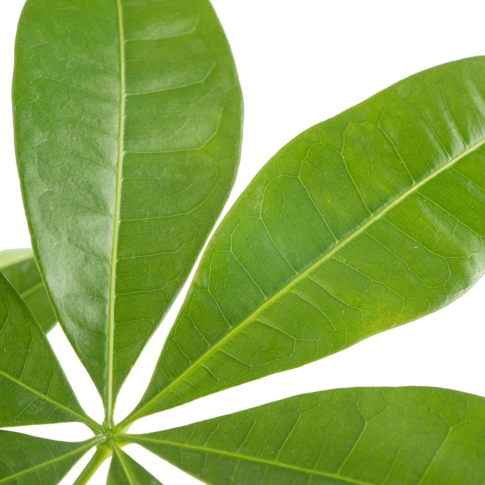 Mini Money Tree | small - Image 9