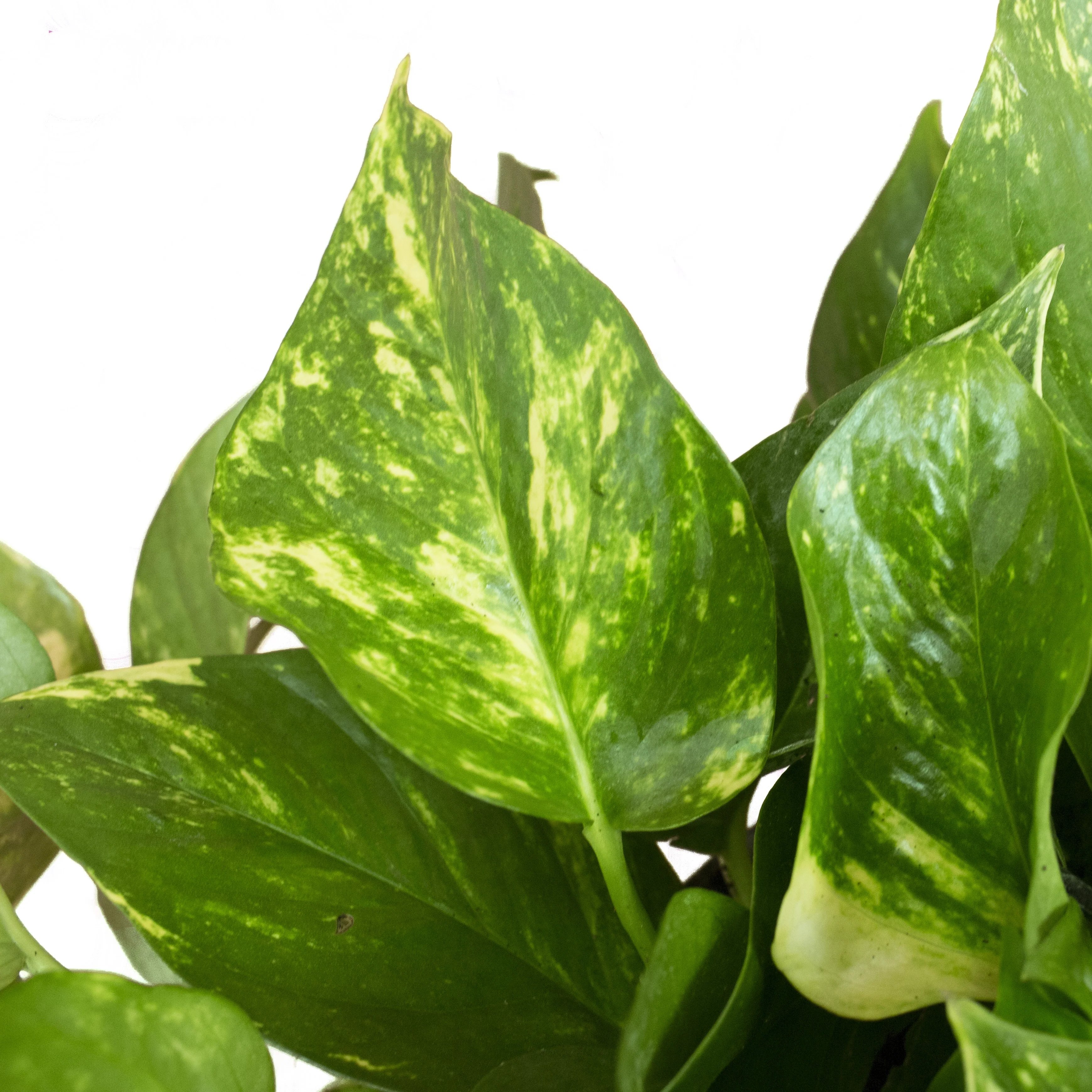 Golden Pothos | small - Image 3