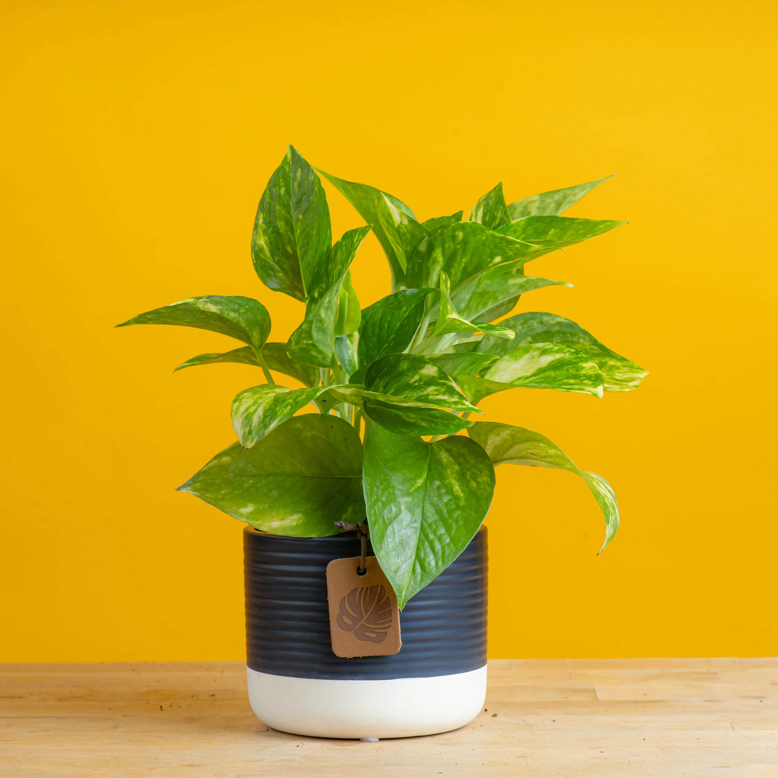 Golden Pothos | small - Image 6