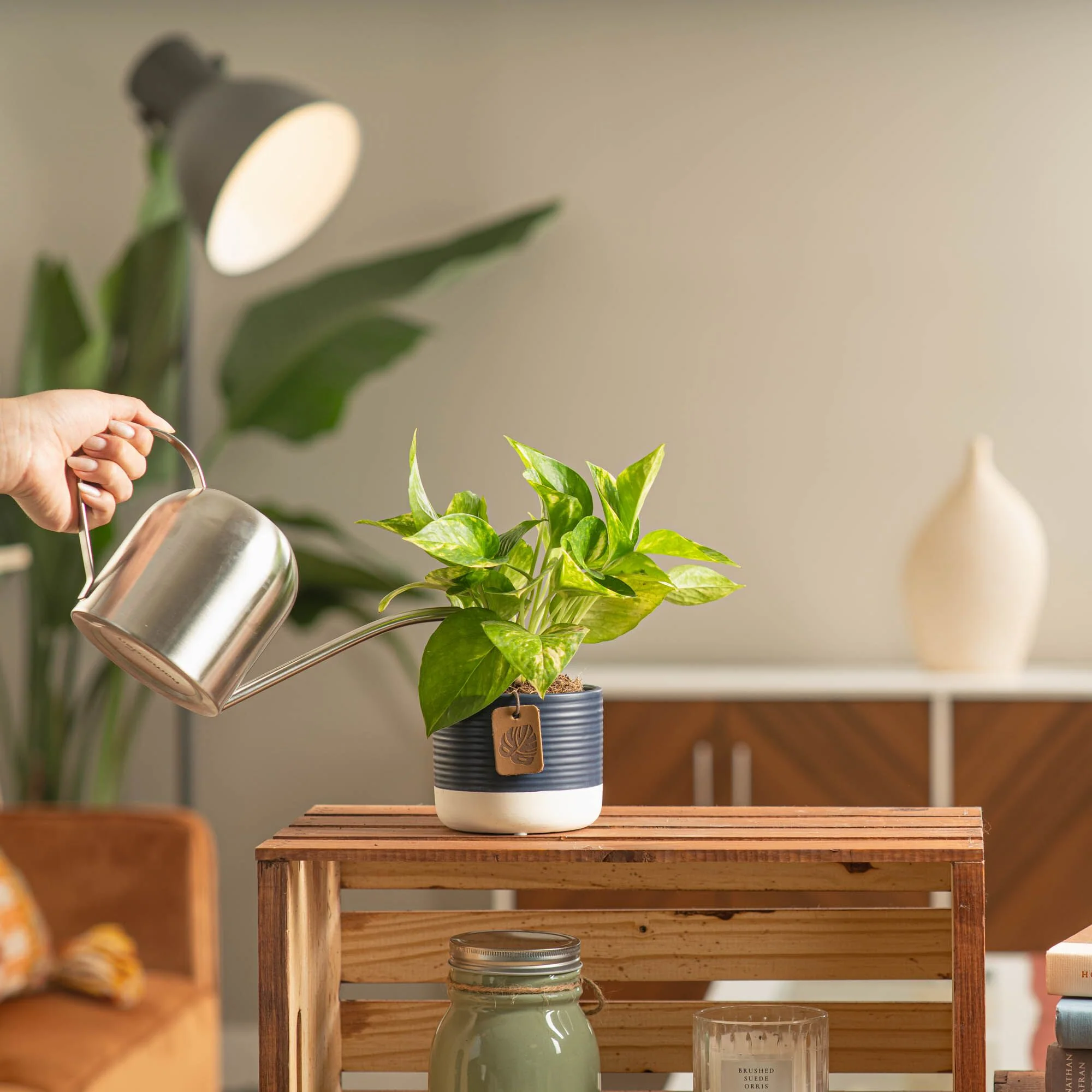 Golden Pothos | small - Image 7