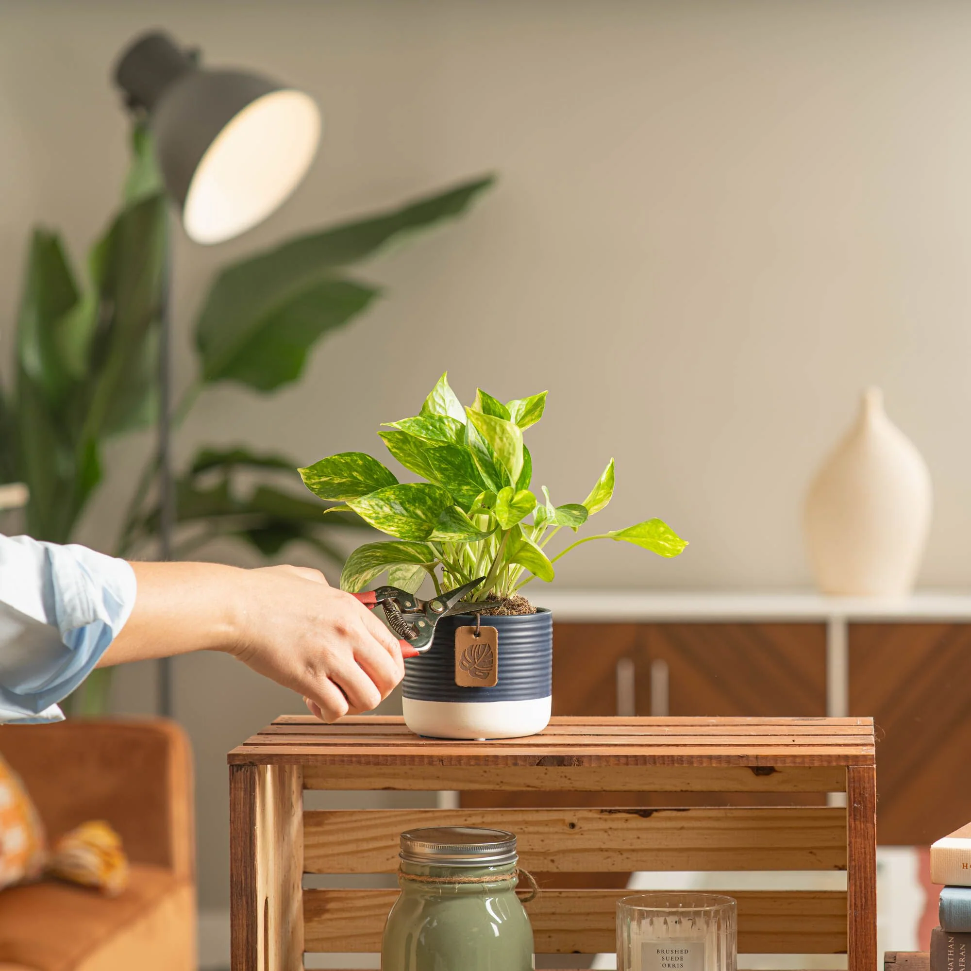Golden Pothos | small - Image 9
