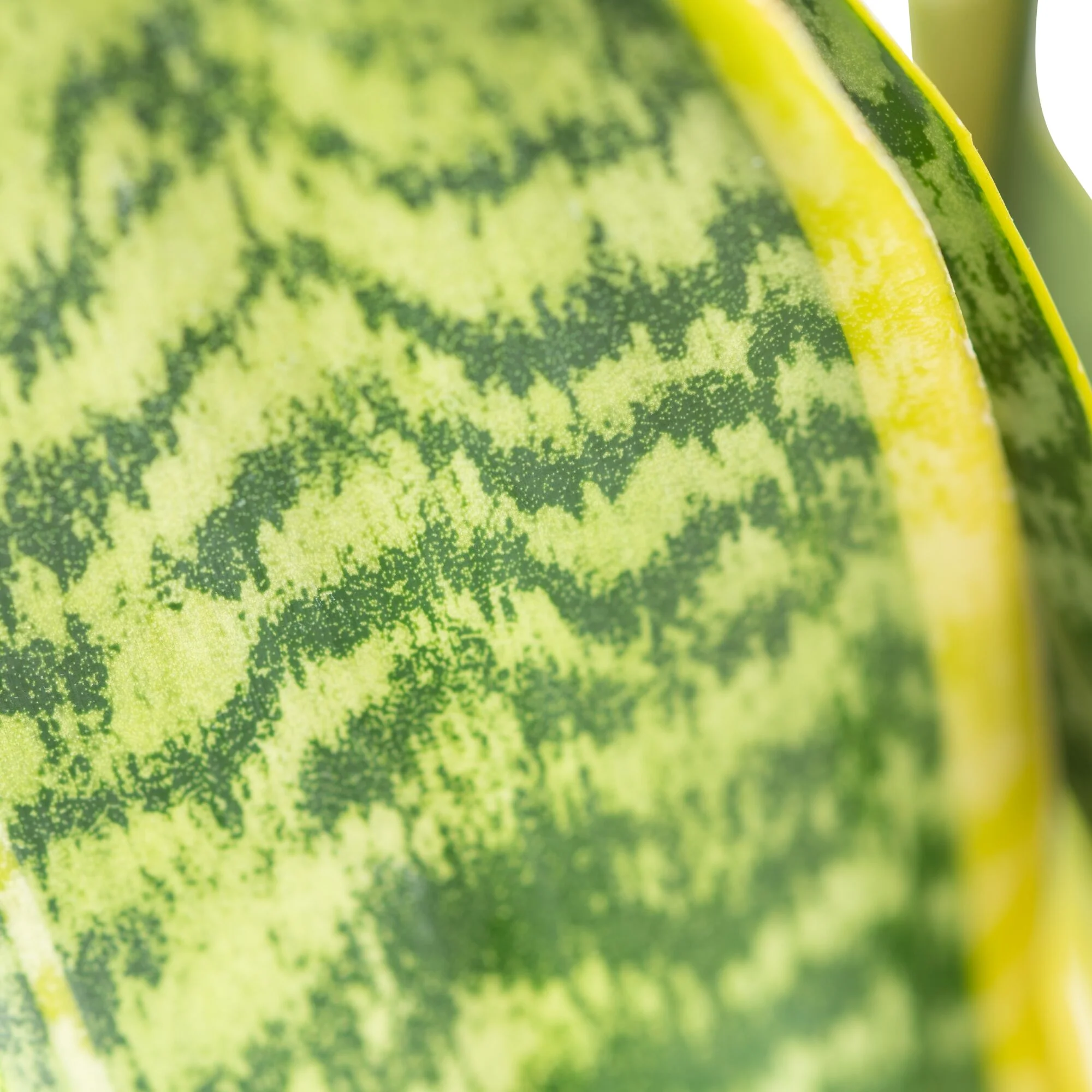 Snake Plant | small - Image 10