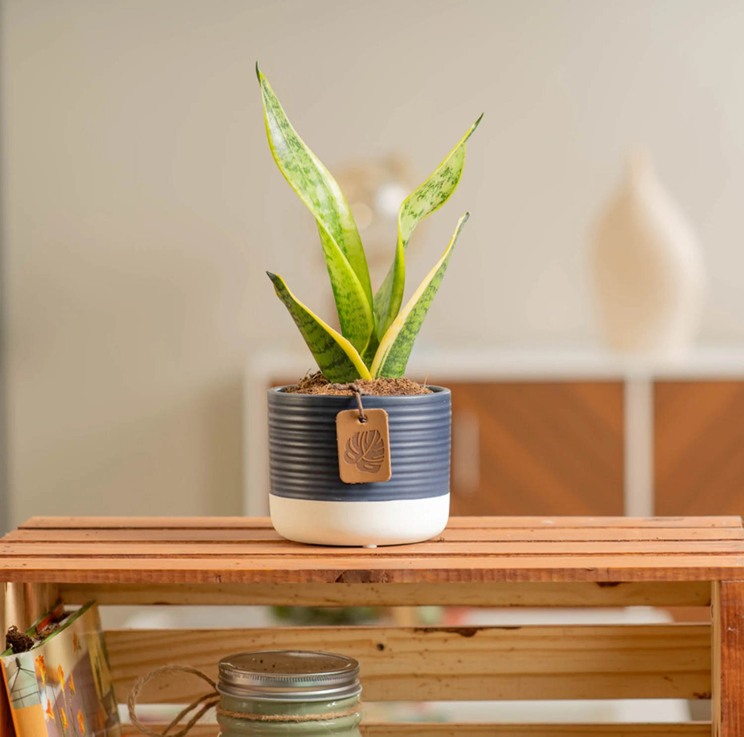 Snake Plant | small - Image 11