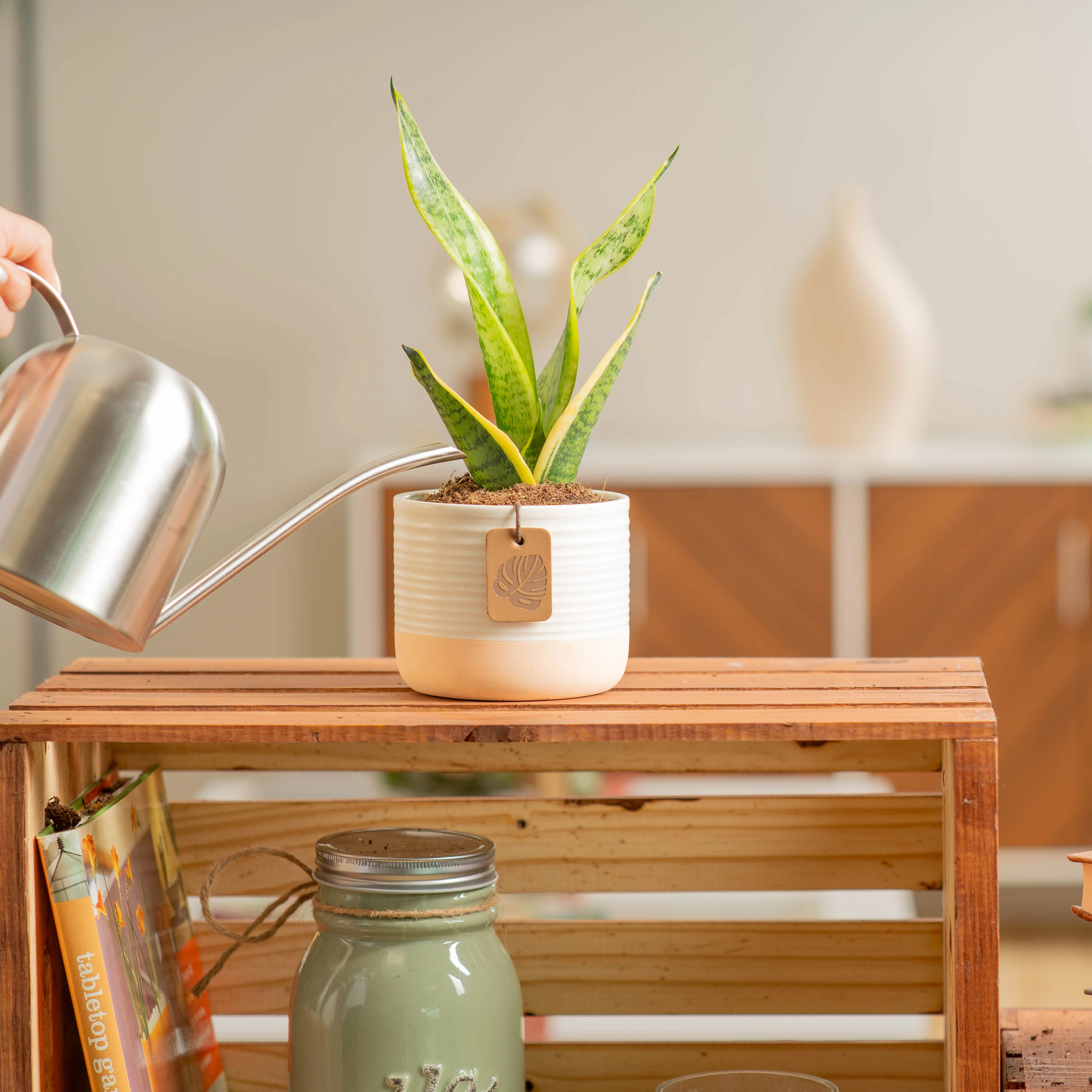 Snake Plant | small - Image 3