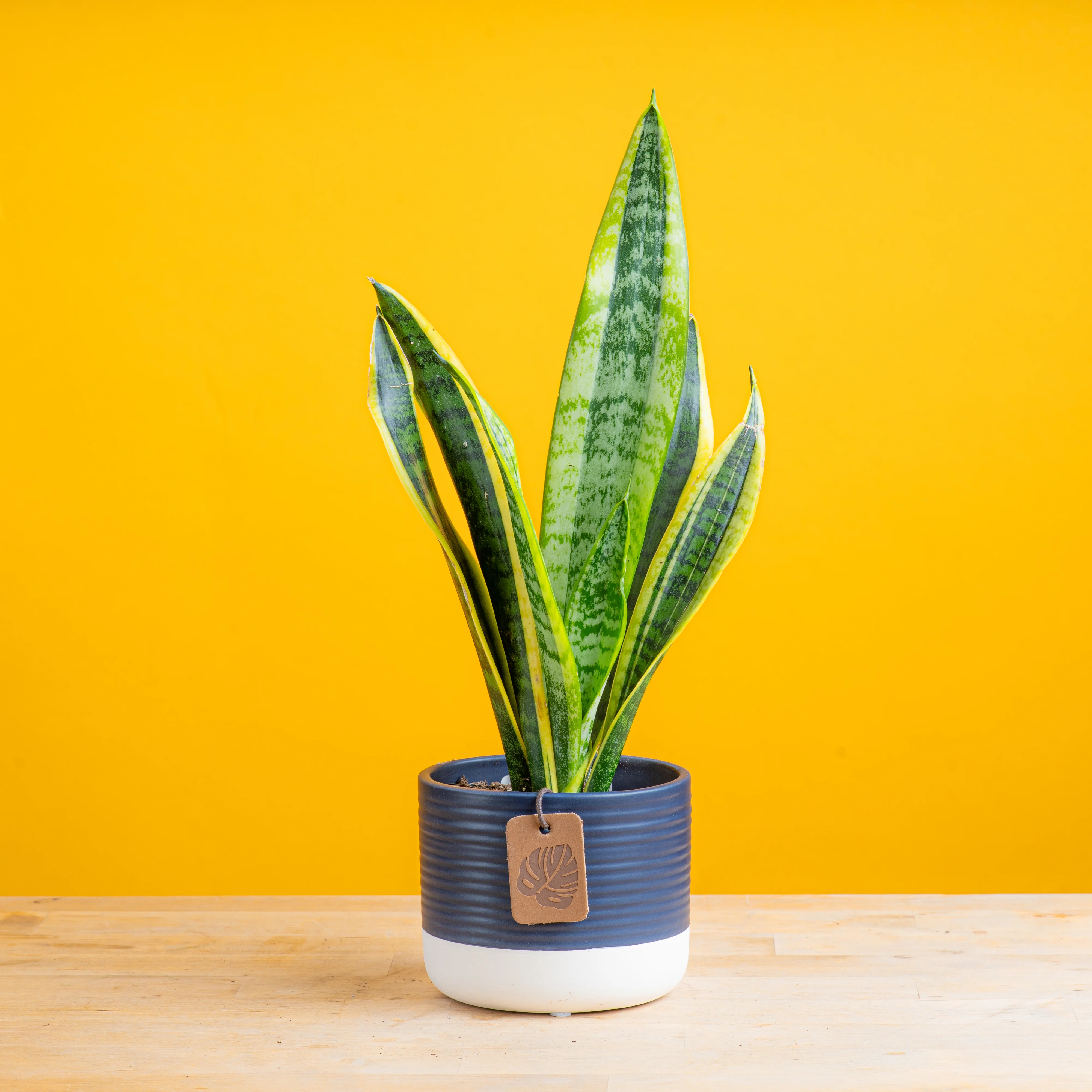 Snake Plant | small - Image 7