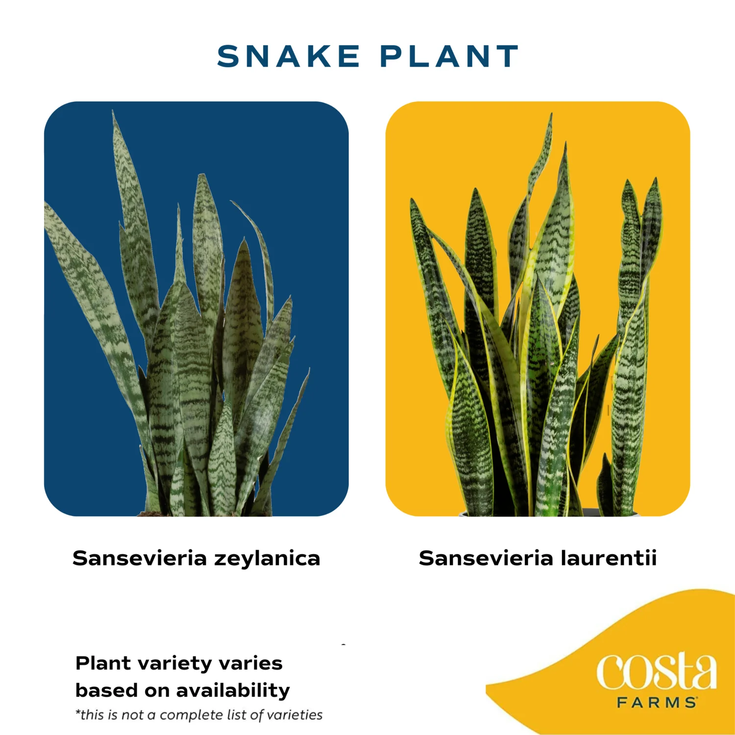 Snake Plant | small - Image 8