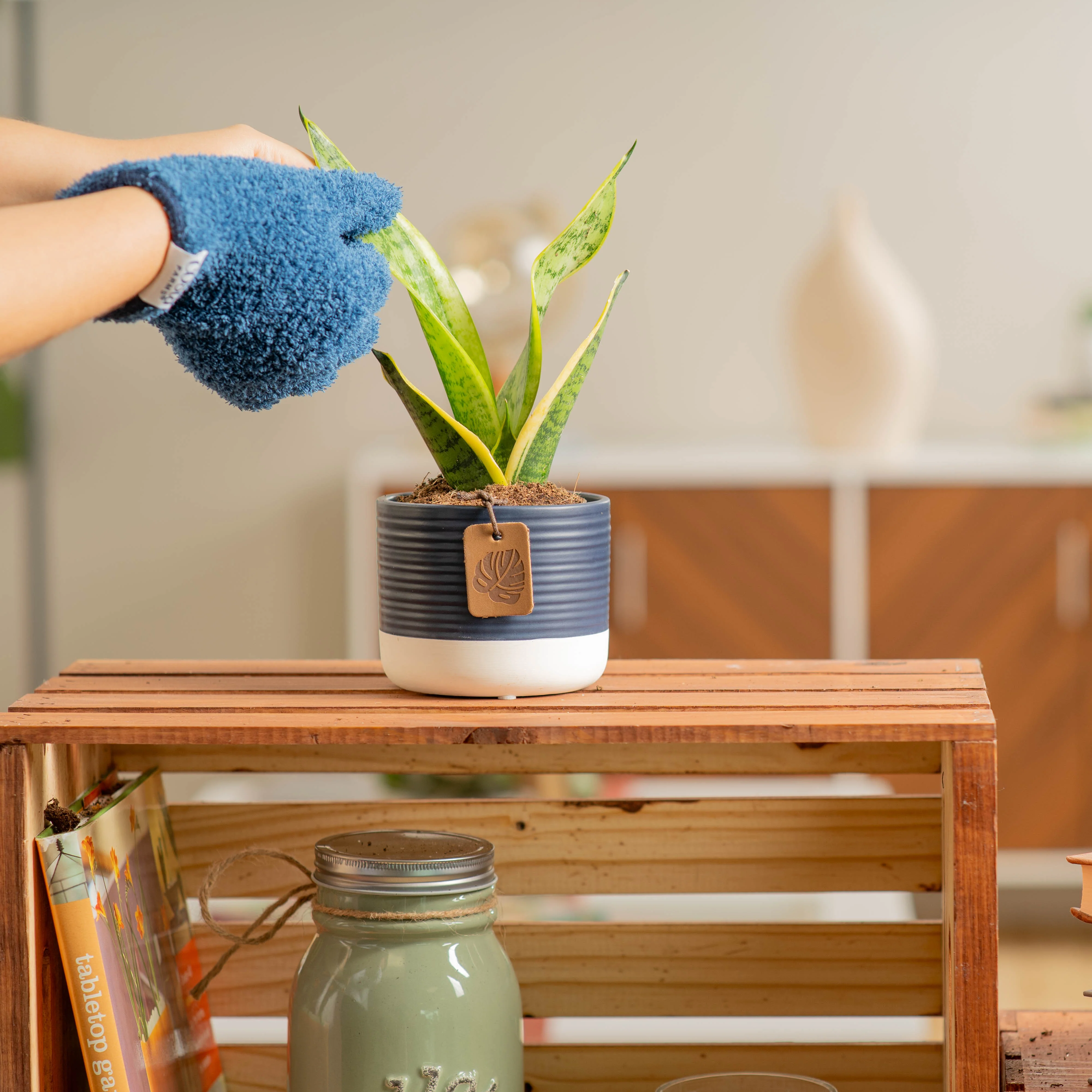 Snake Plant | small - Image 9