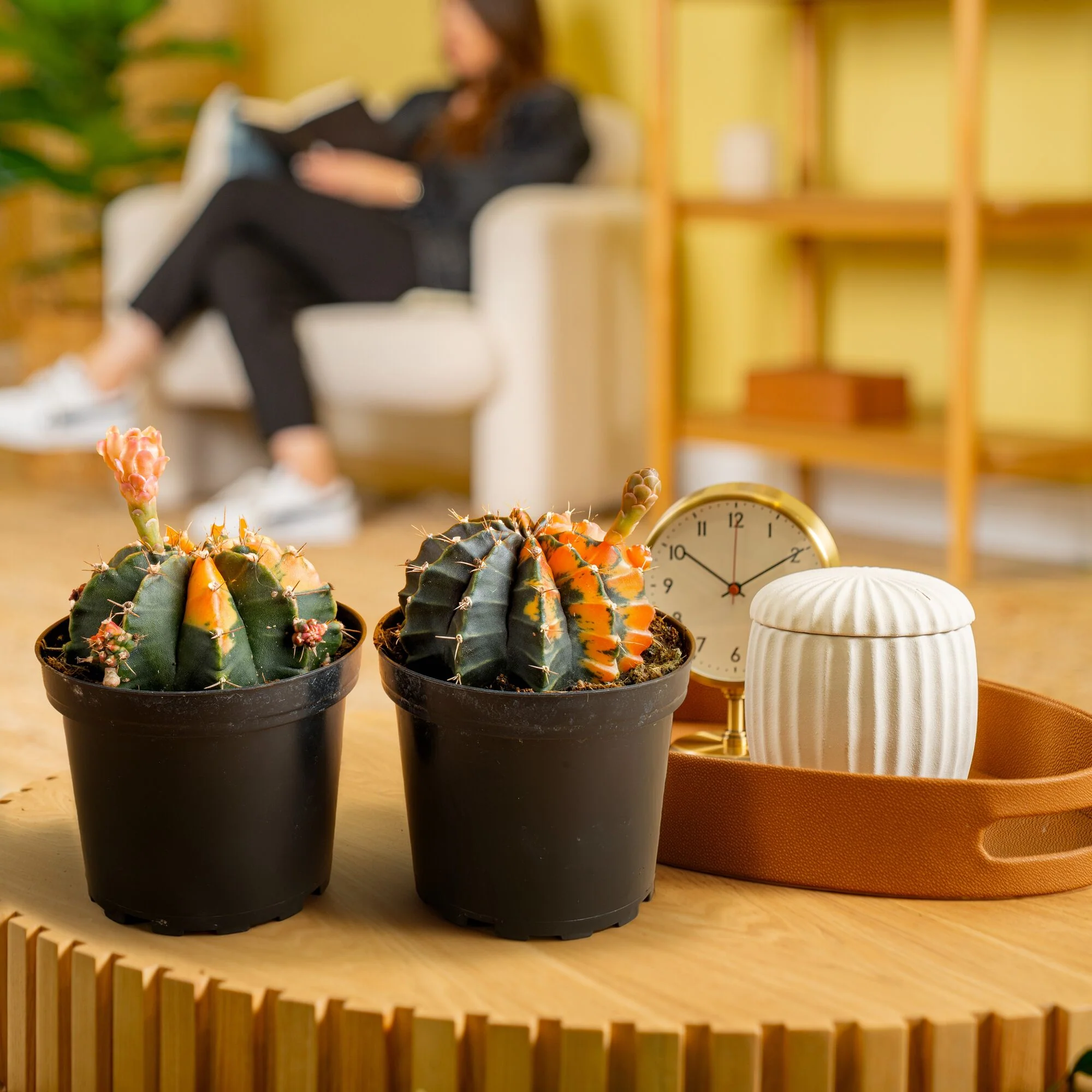 Variegated Moon Cactus | small - Image 2
